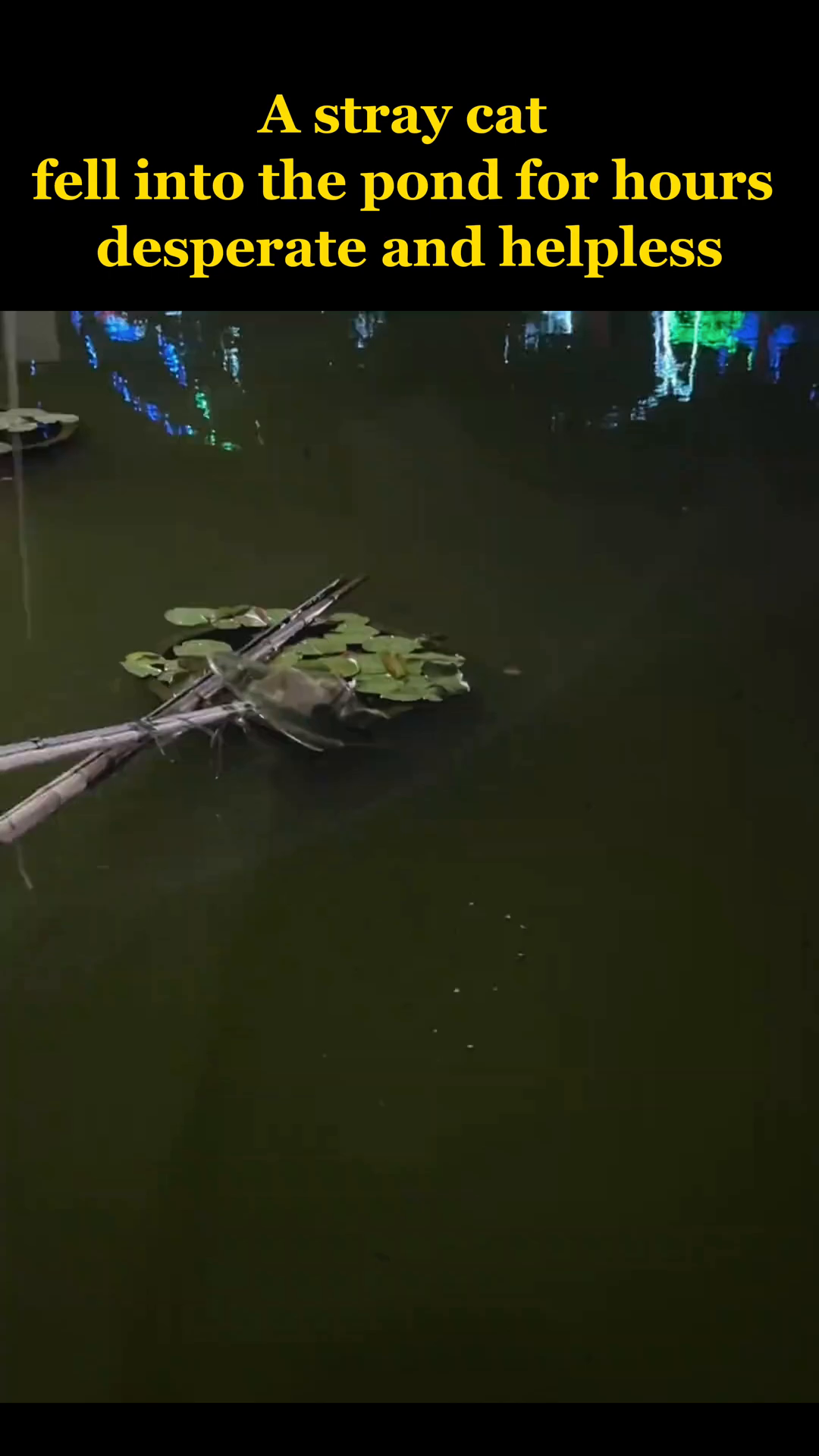 The stray cat cautiously moves towards the stick offered by the rescuer.