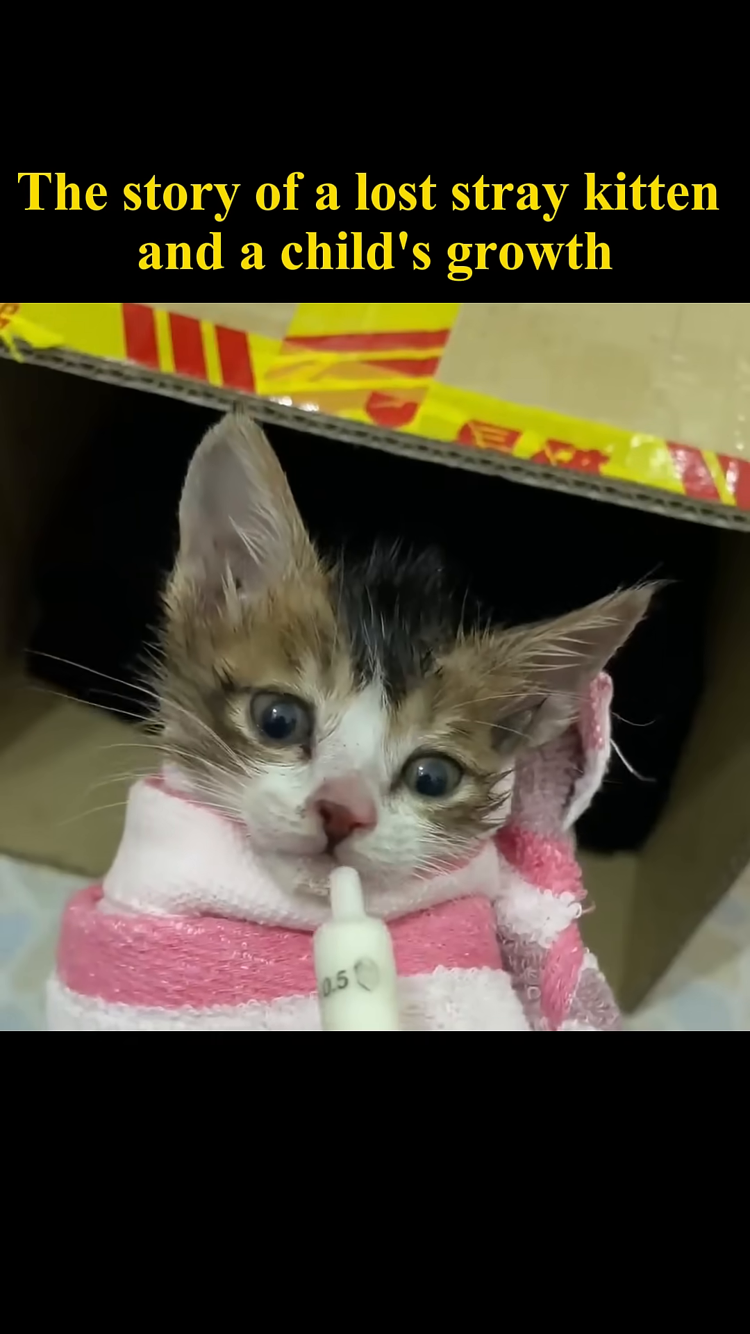 A close-up of the kitten being fed with a syringe, showing its delicate condition.