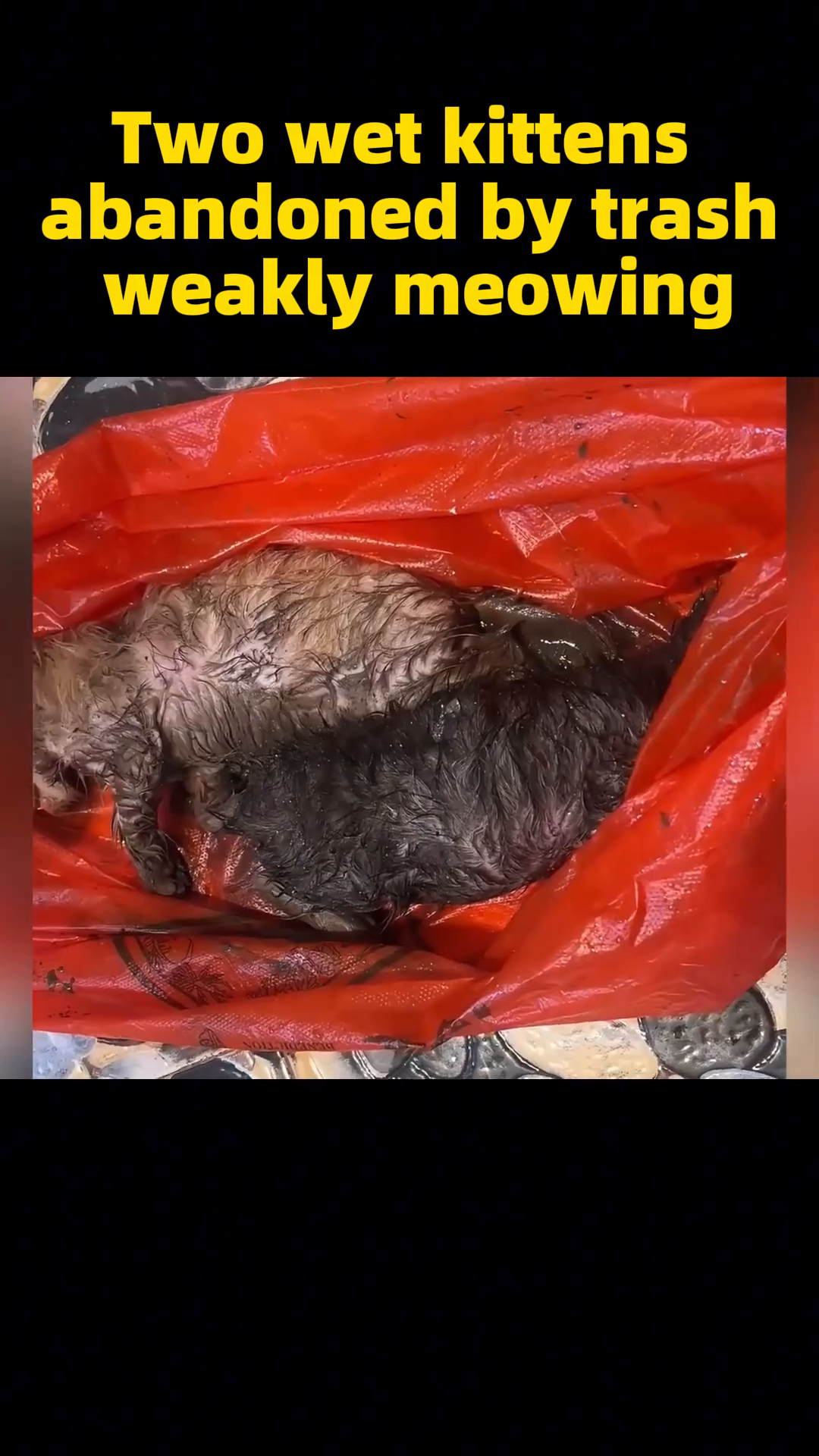 A kitten being gently placed into a red bag.