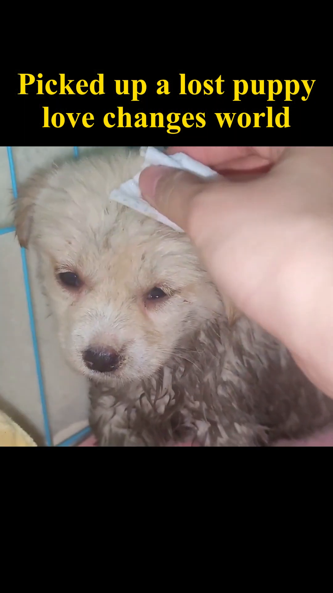 The puppy is gently placed into a soft carrier bag.