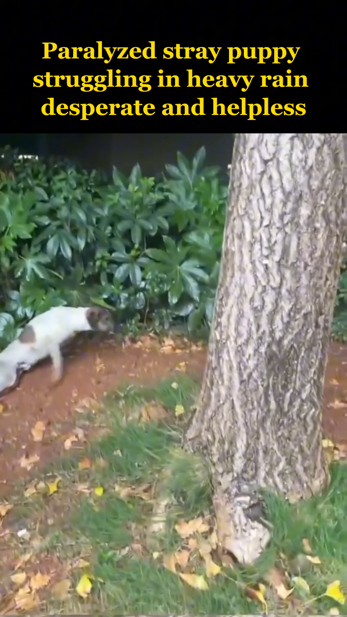 Hands are reaching down towards the puppy, indicating the moment of rescue and intervention.