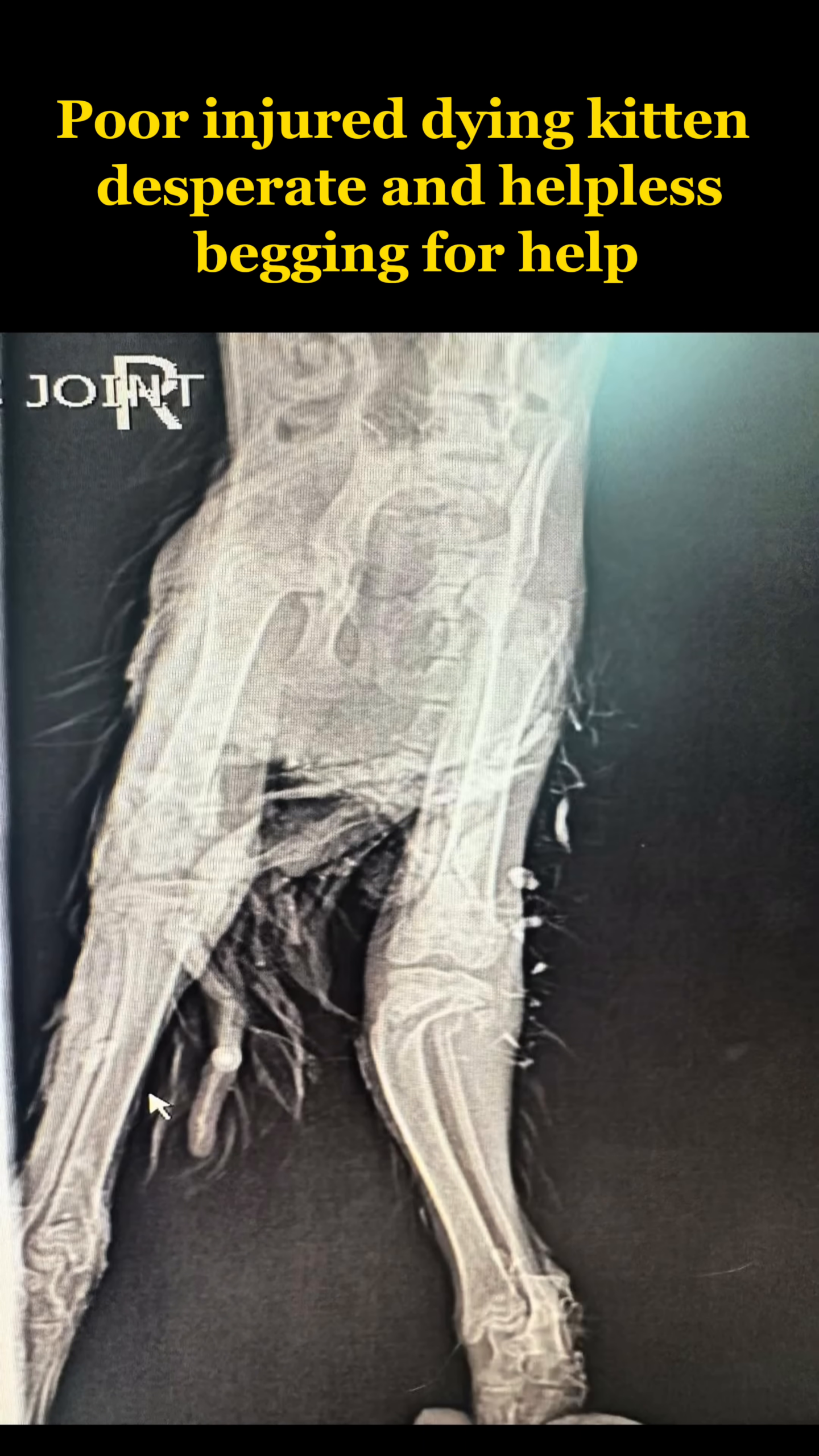 An X-ray image showing the kitten's skeletal structure and injuries.