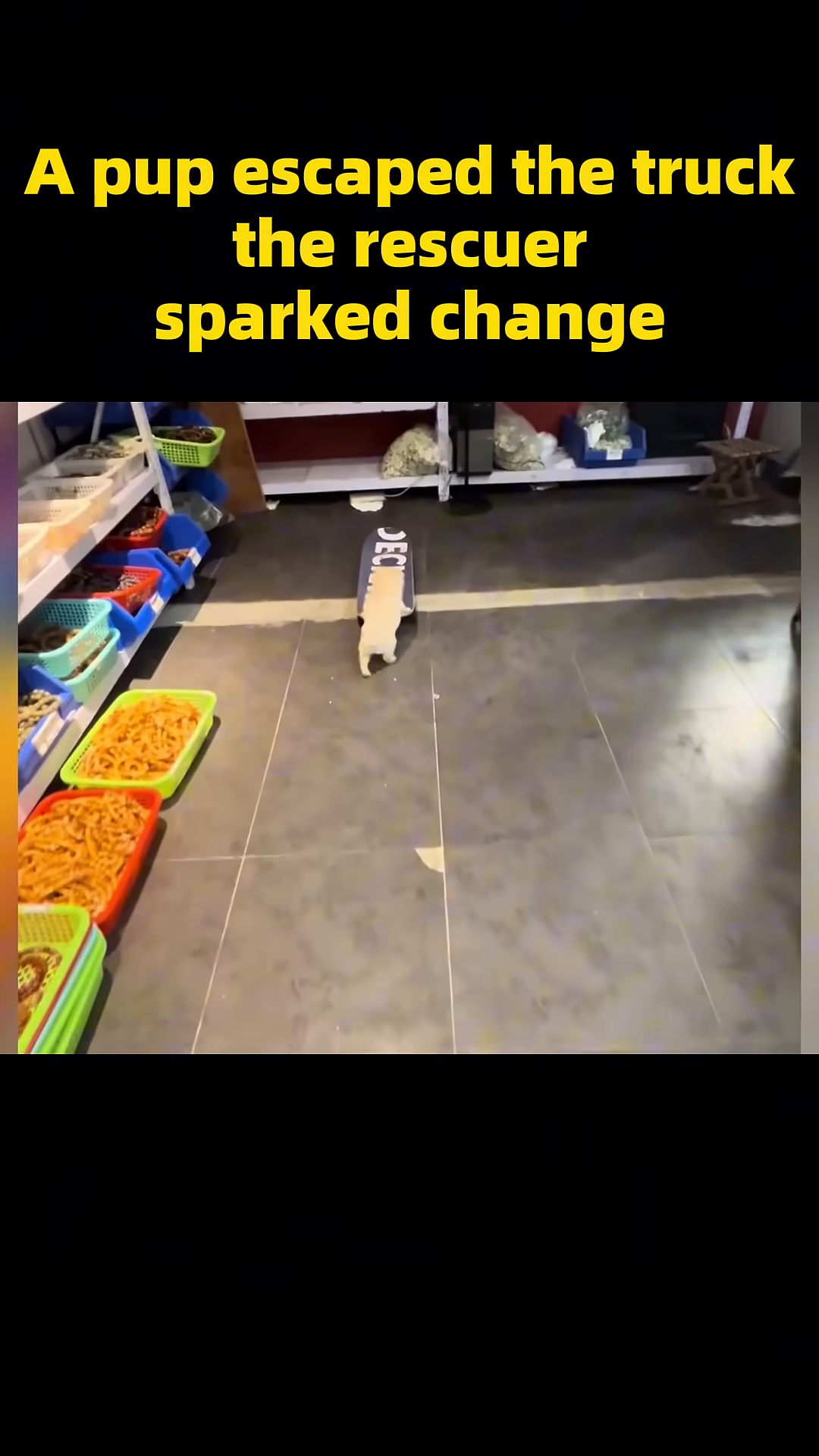 The puppy is in mid-air, jumping onto a skateboard.