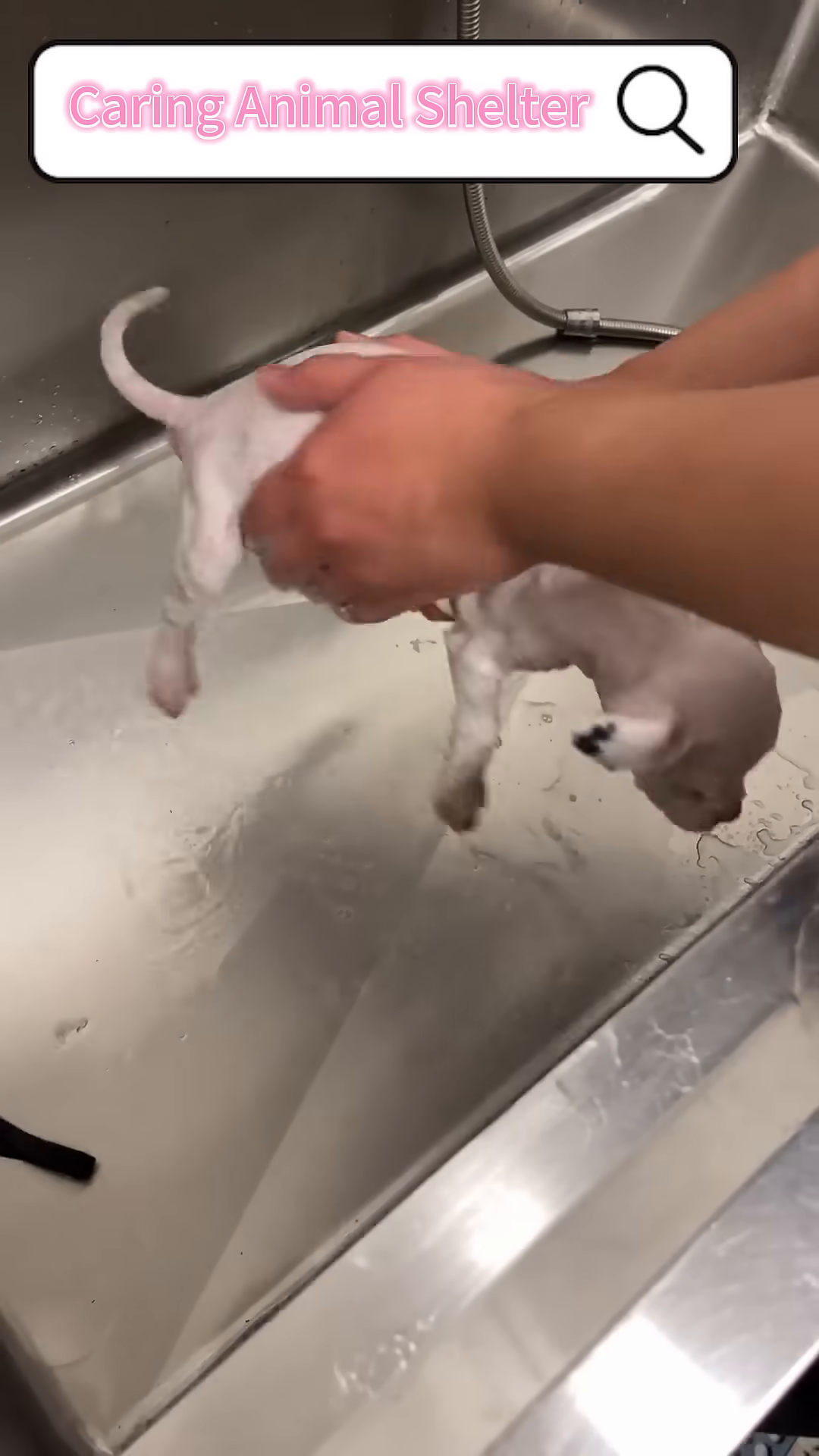 A clean puppy is held, looking much brighter after its bath.