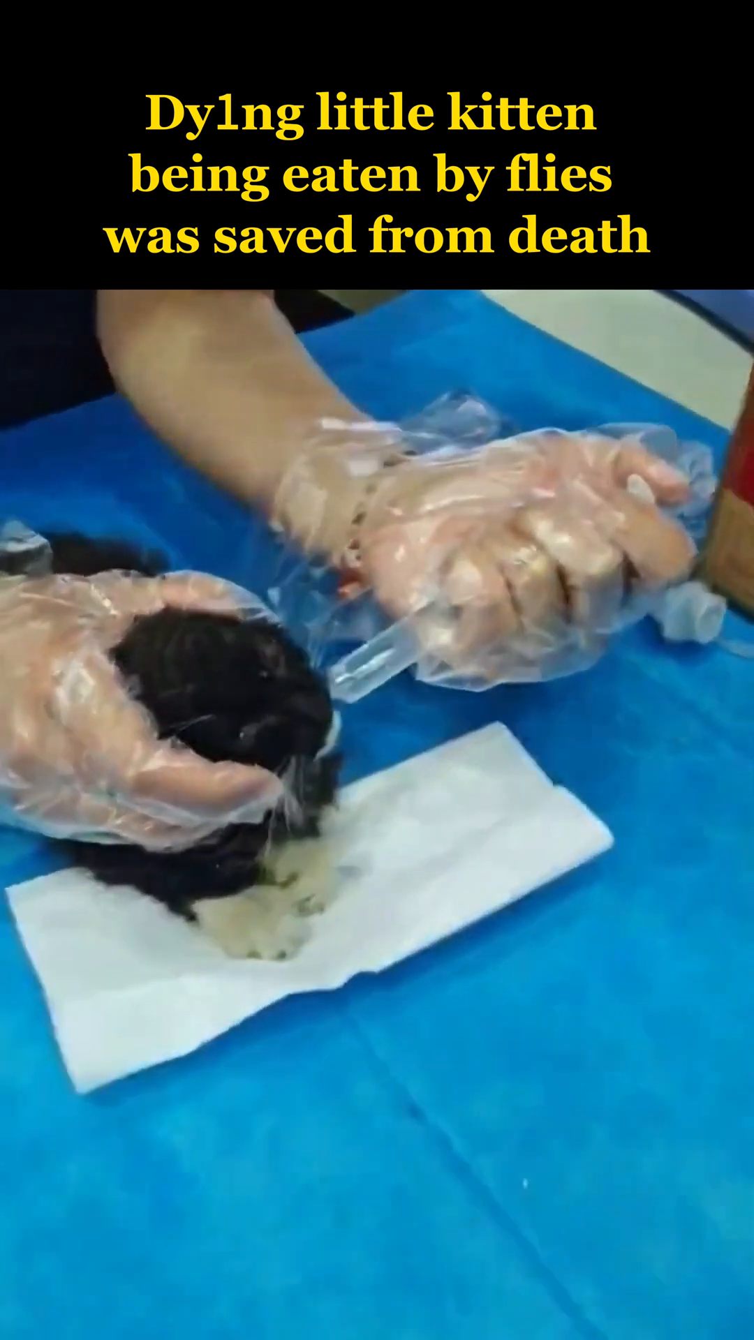 The kitten is lying on a blue medical cloth, with a syringe nearby, indicating the start of medical treatment.
