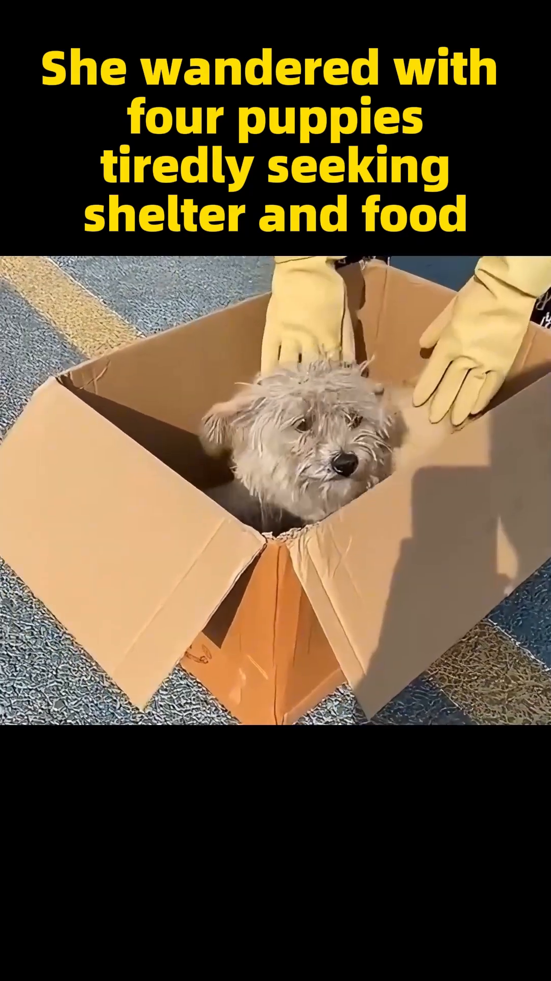 Four small puppies huddled together inside a cardboard box, looking a bit bewildered but safe.