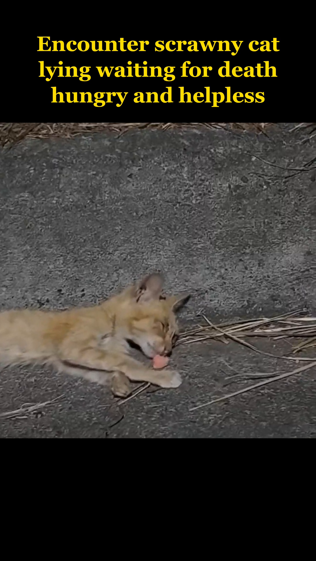 The cat is being fed by hand, showing it consuming food.