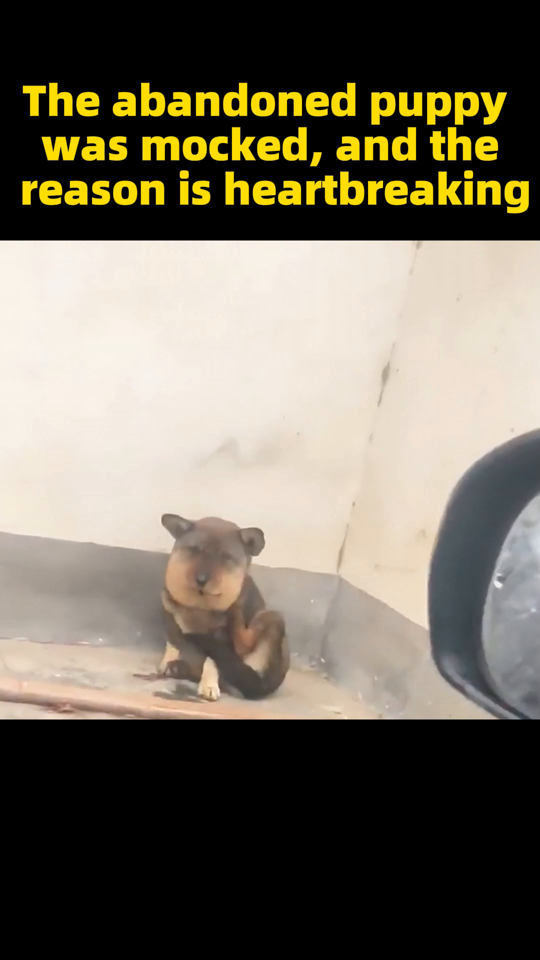 The puppy is seen walking on a dirt path, looking weary but no longer completely alone.