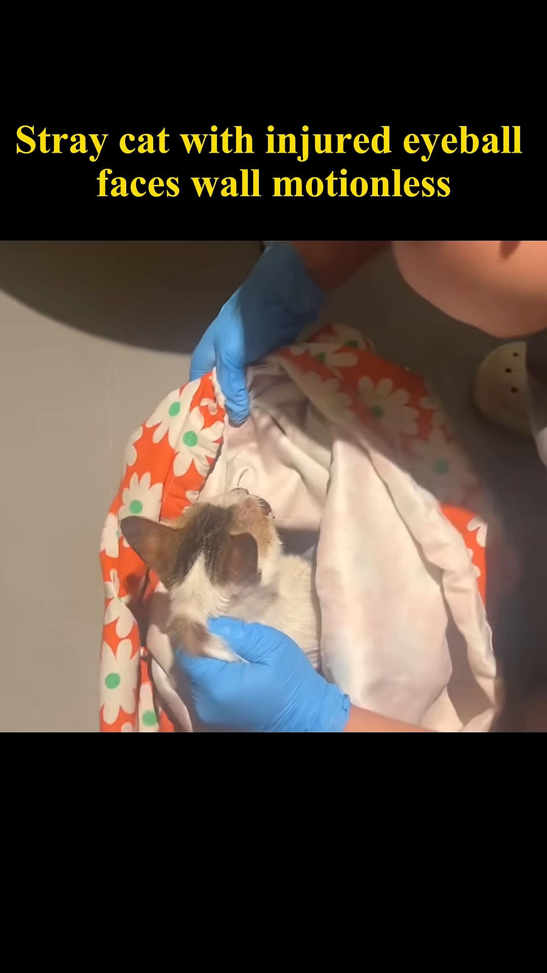 The cat is being carefully placed into a carrier, wrapped in a blanket, symbolizing its rescue and transport for care.