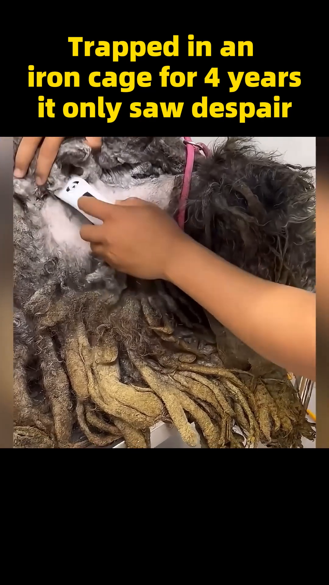 A person uses clippers to shave the severely matted fur off the dog's body.