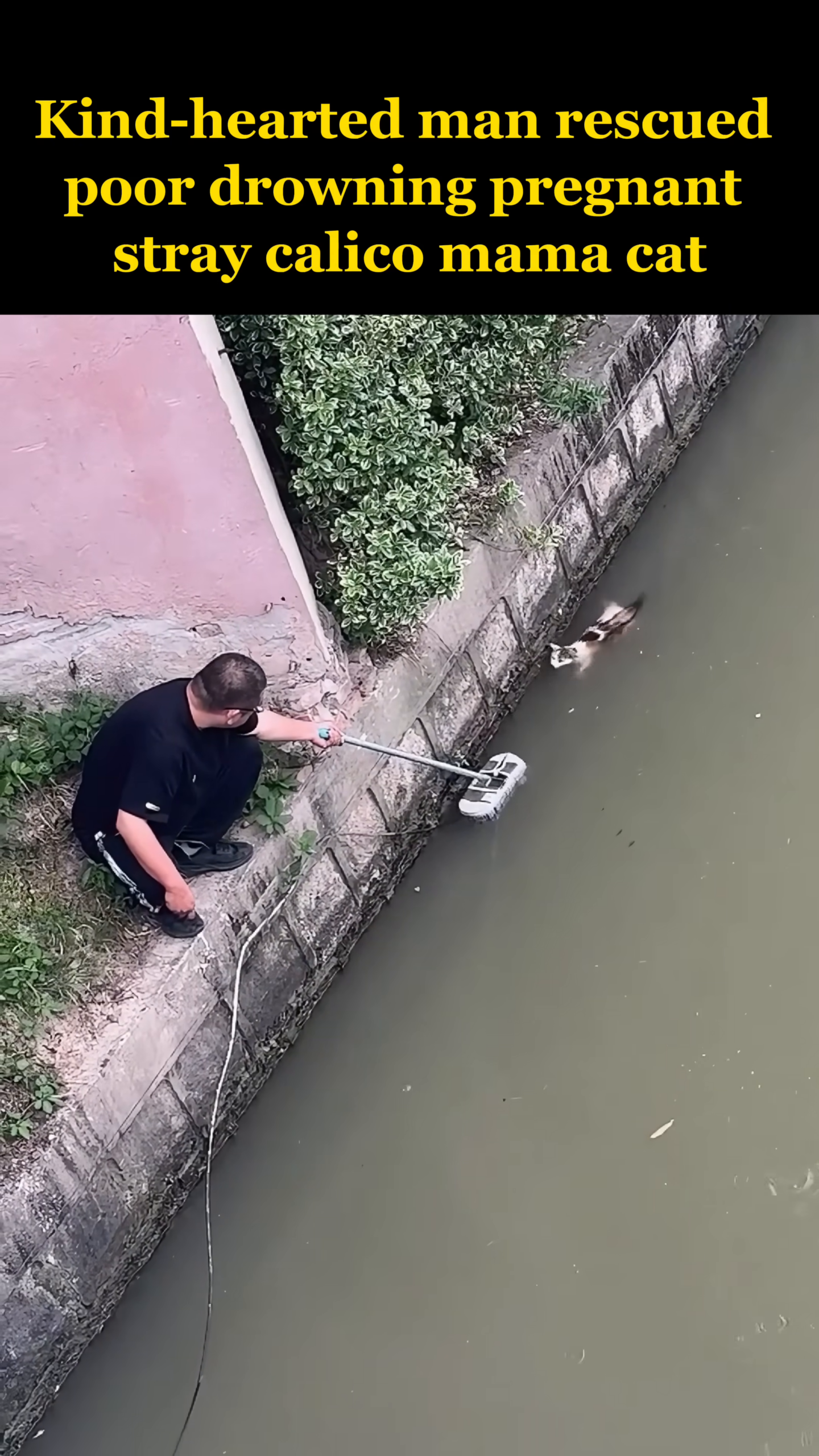 The man carefully guides the net towards the cat, who is moving towards it.
