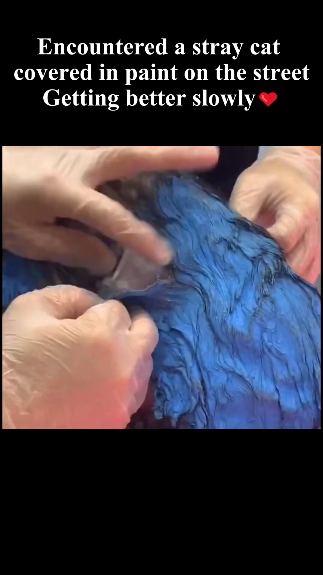 Veterinary staff carefully shaving off the paint-covered fur from the cat.