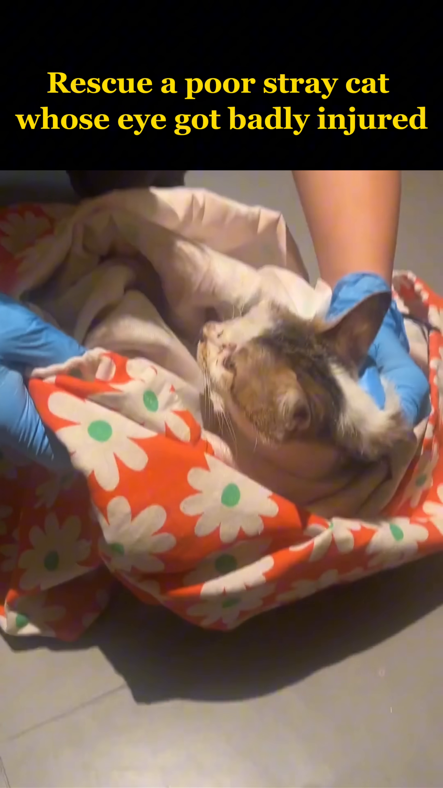 The injured cat is carefully wrapped in a blanket and placed into a carrier.