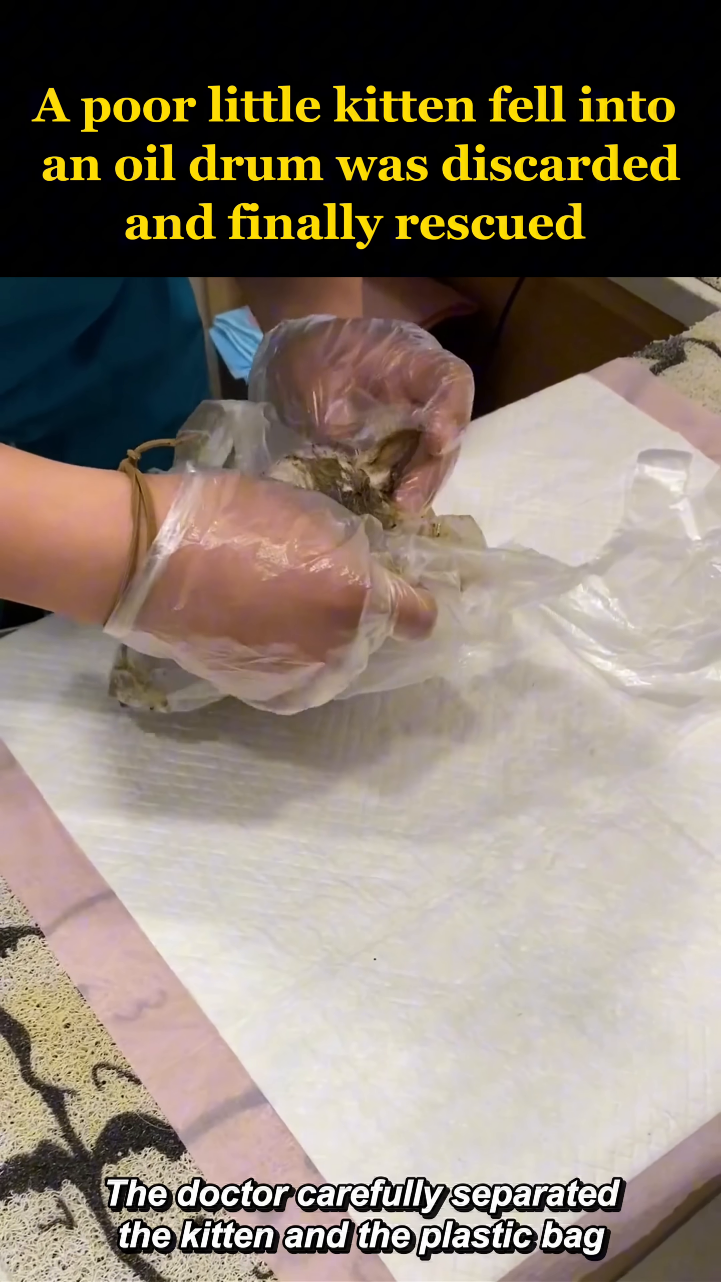 A veterinarian carefully separates the oil-covered kitten from a plastic bag.