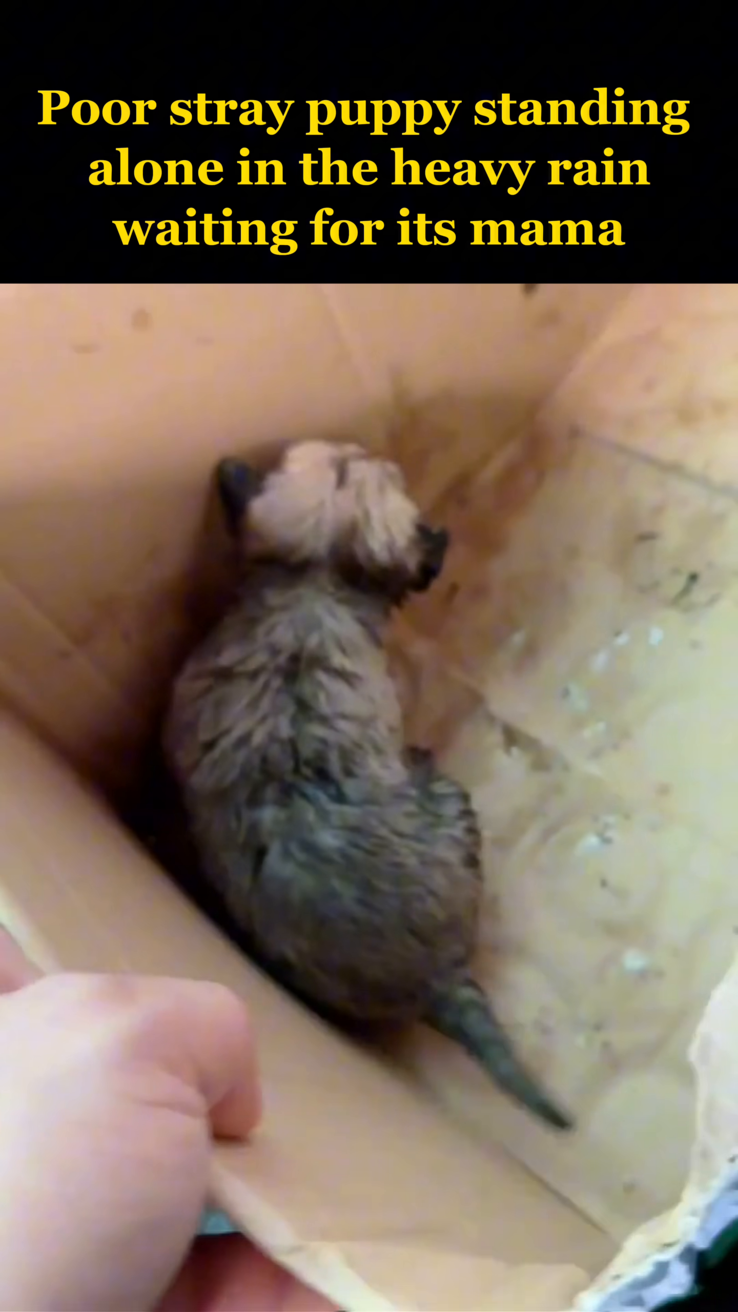 The puppy is being gently dried with a towel after being rescued from the rain.