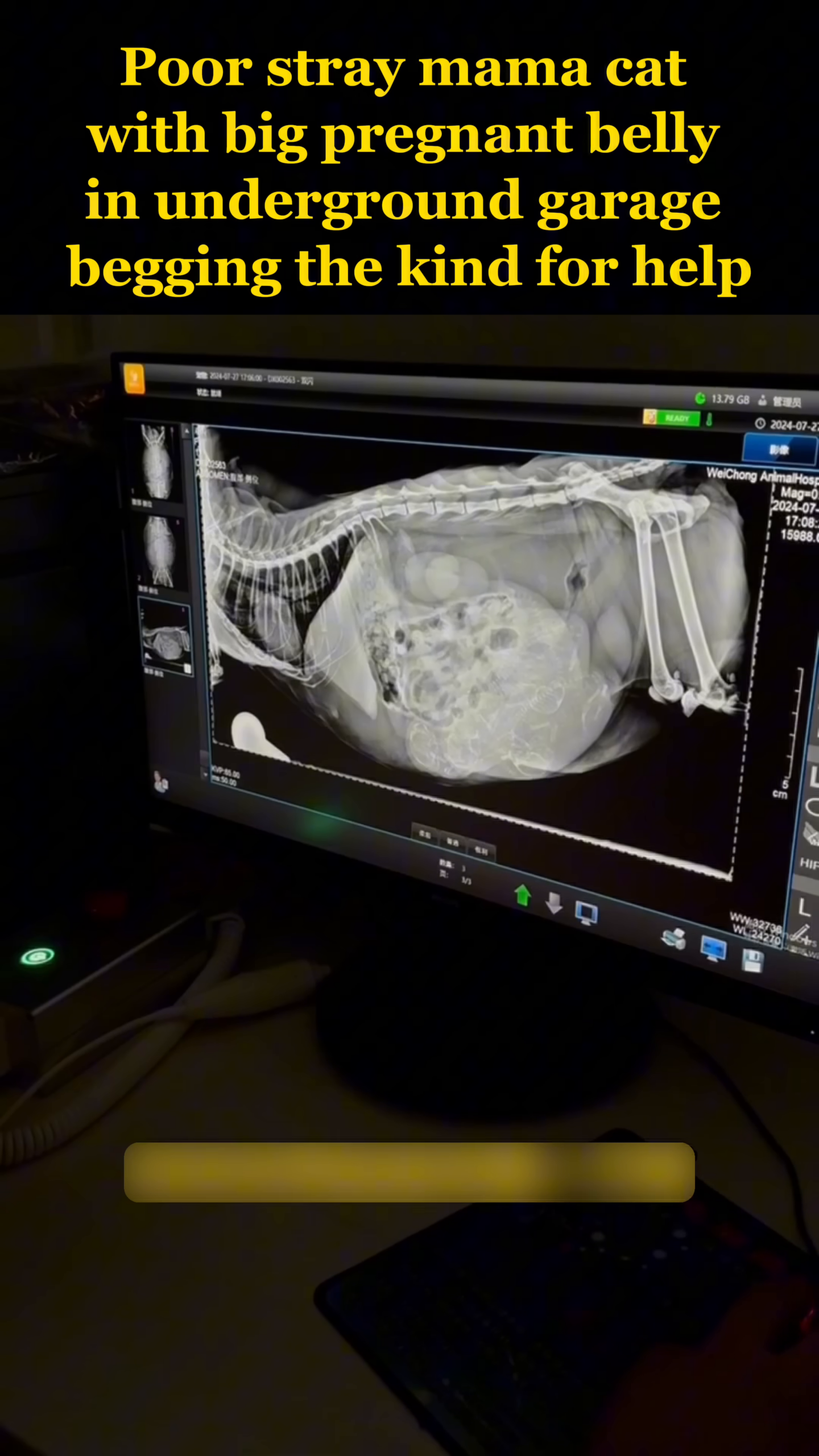 An X-ray scan clearly shows multiple tiny kitten skeletons inside the mama cat's womb.