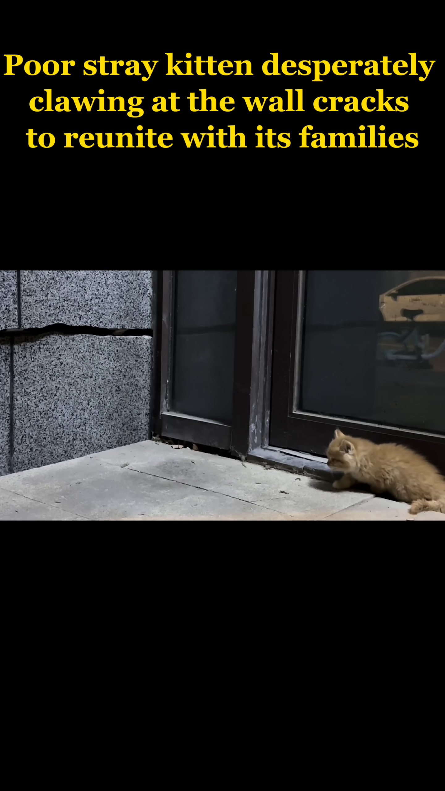 The exhausted kitten slowly walks away from the wall crack, its head lowered, after numerous failed attempts to get through.