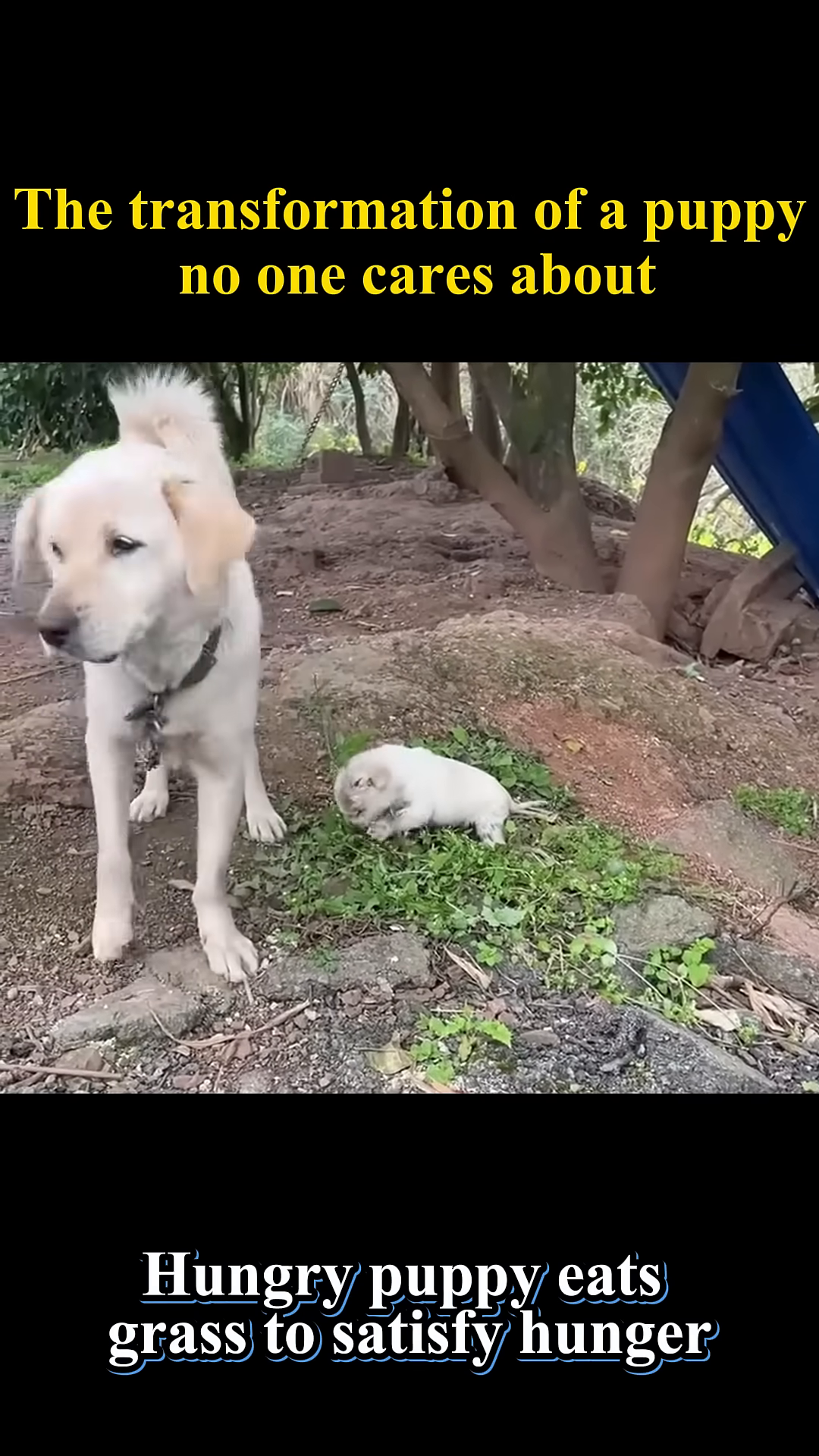 The puppy is shown eating grass, a sign of its extreme hunger and desperation.