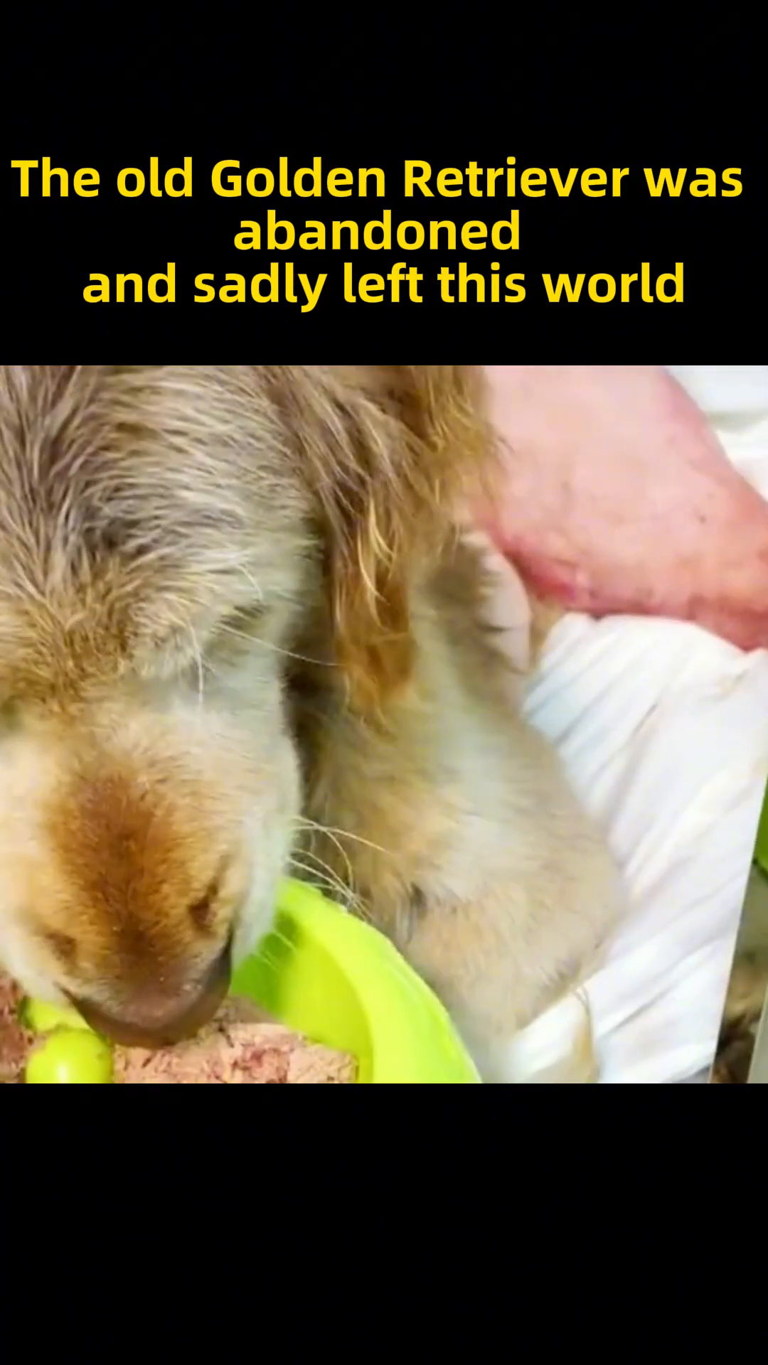 The Golden Retriever eagerly eats food from a green bowl at the clinic.