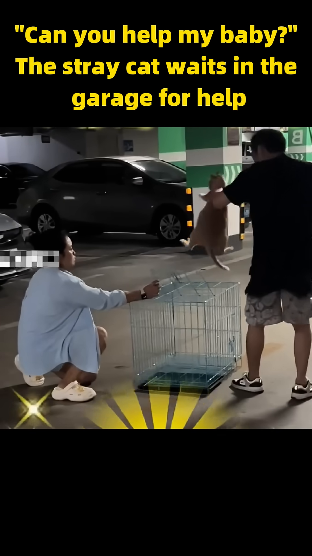 Two people carefully place the pregnant cat into a transport cage.