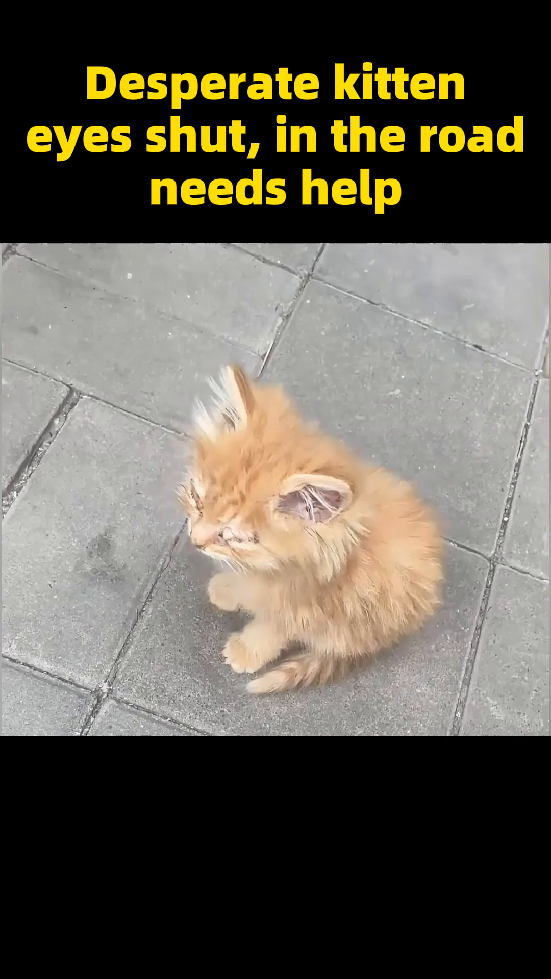 Wearing gloves, the rescuer carefully cleans the kitten's crusted eyes with a soft cloth.