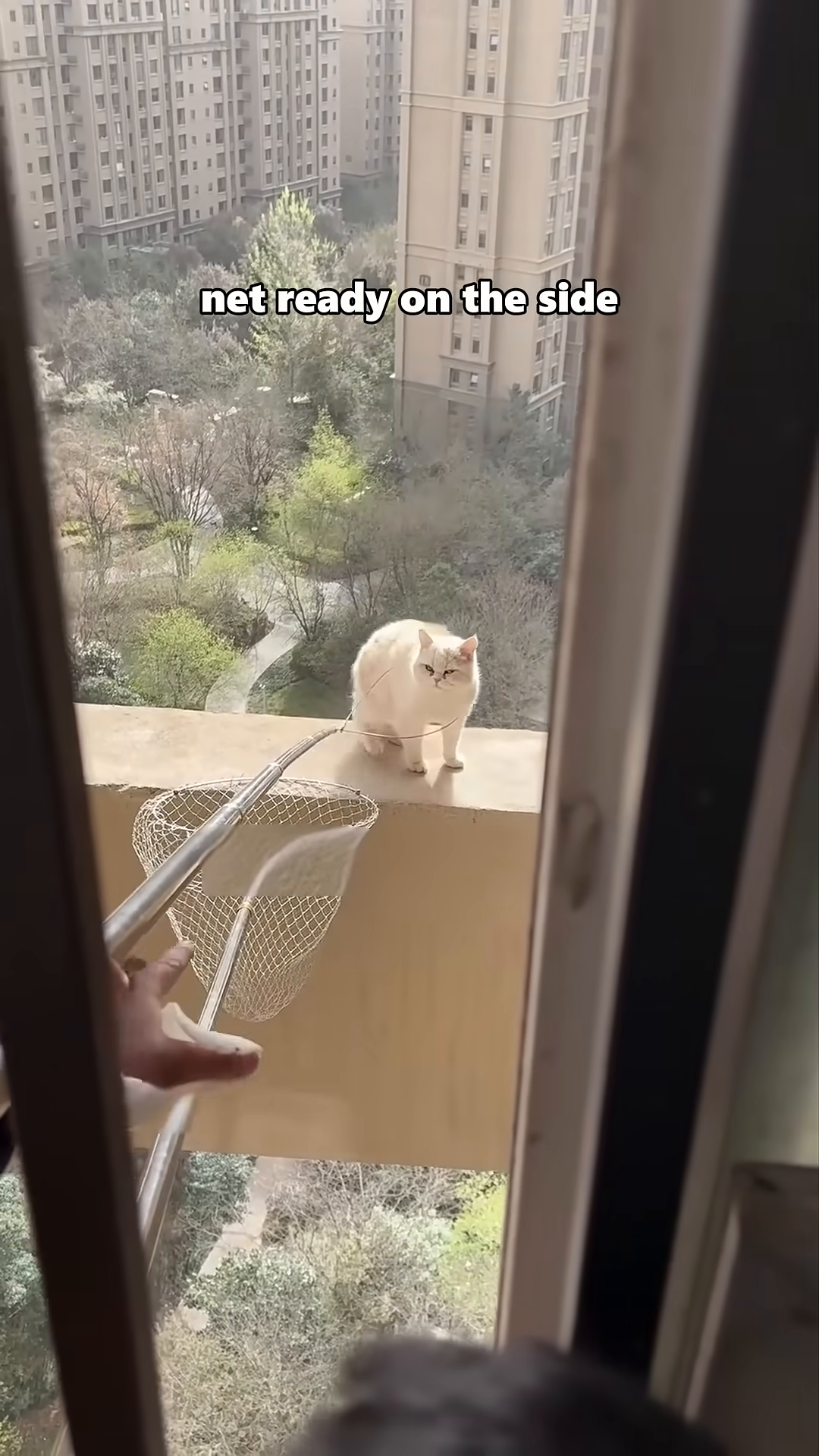 The cat looks towards the rescuer with the rope around its neck, a net positioned below.