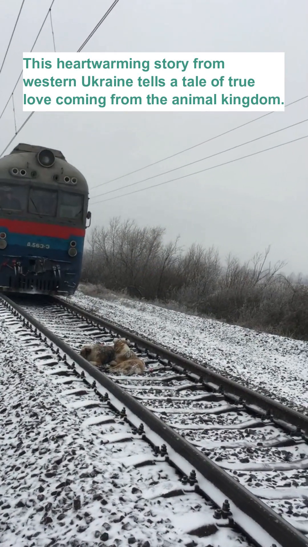 A train passes very close to two dogs lying on the train tracks, one dog is partially covering the other.