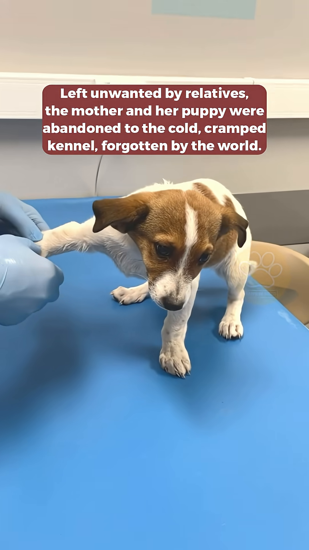 A puppy is being examined by a person wearing blue gloves, its paw held gently.