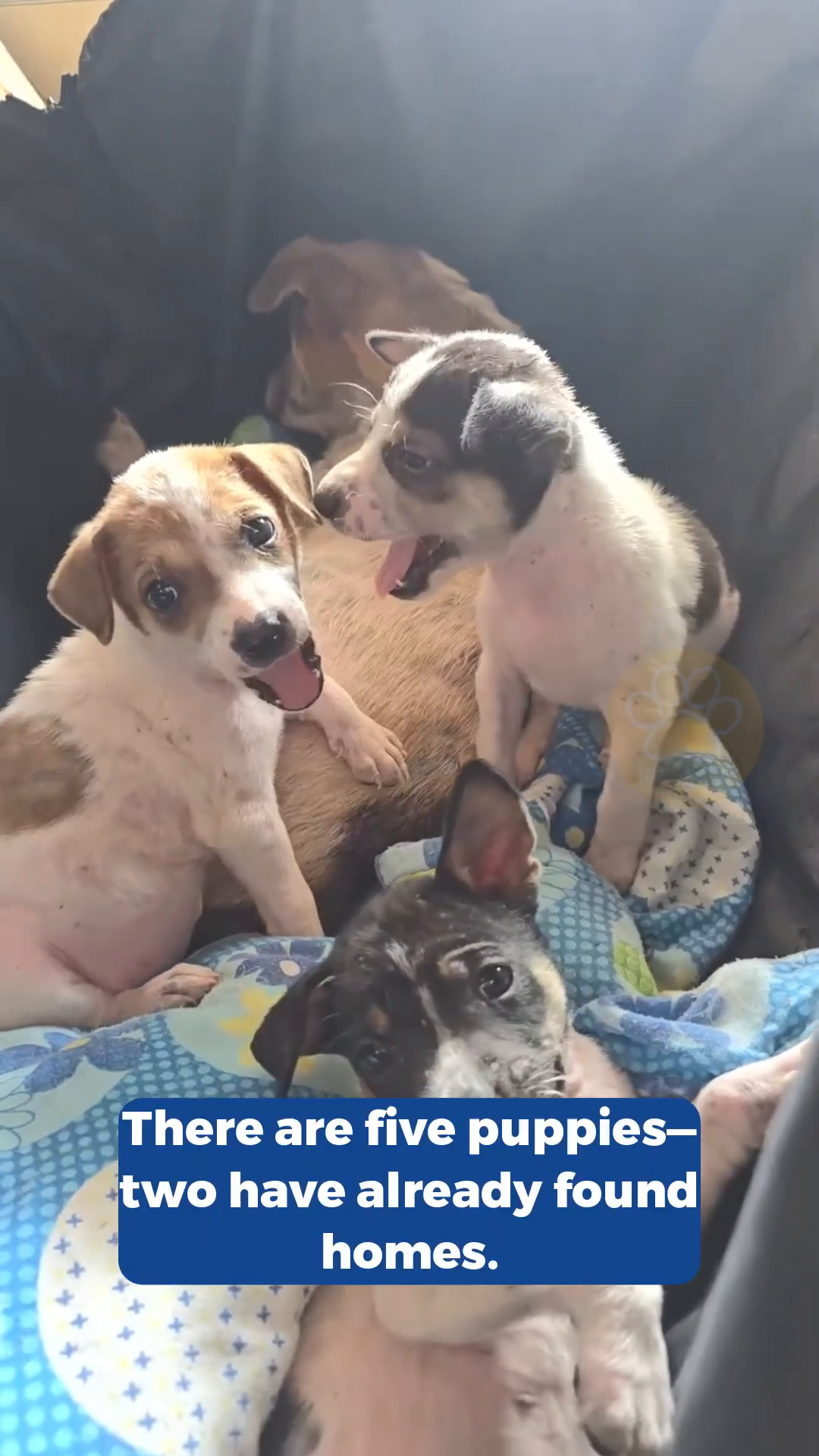A group of puppies huddled together, with two already having found homes.
