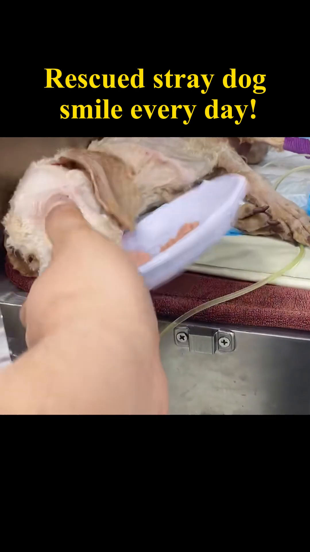 The dog being fed a warm meal, looking more comfortable.