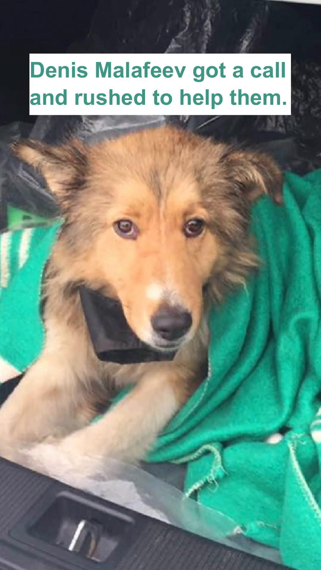 A close-up of a dog's face, looking concerned and wrapped in a green blanket.