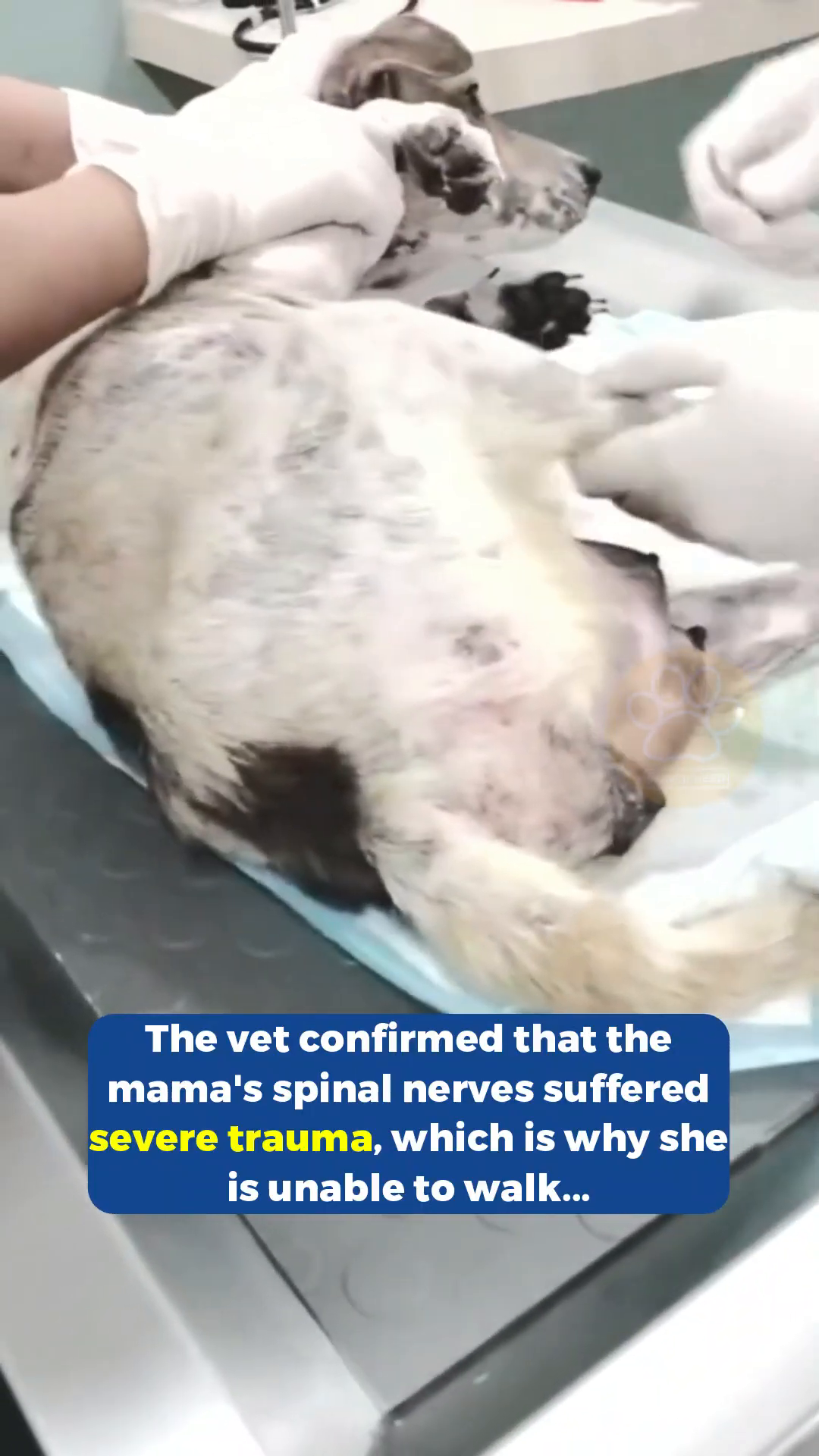 A veterinarian examines the mother dog, who is lying down.