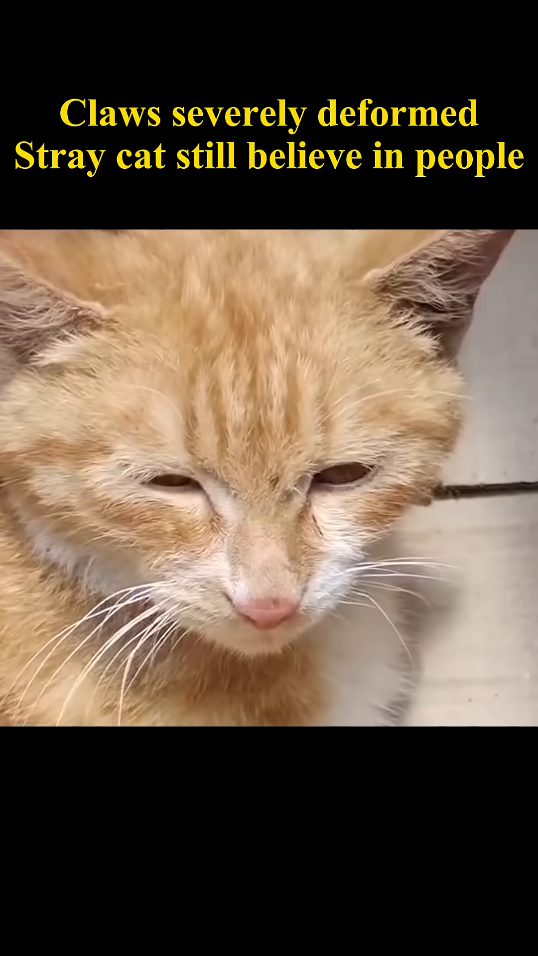 The cat is in a cage with food and water, looking more settled.