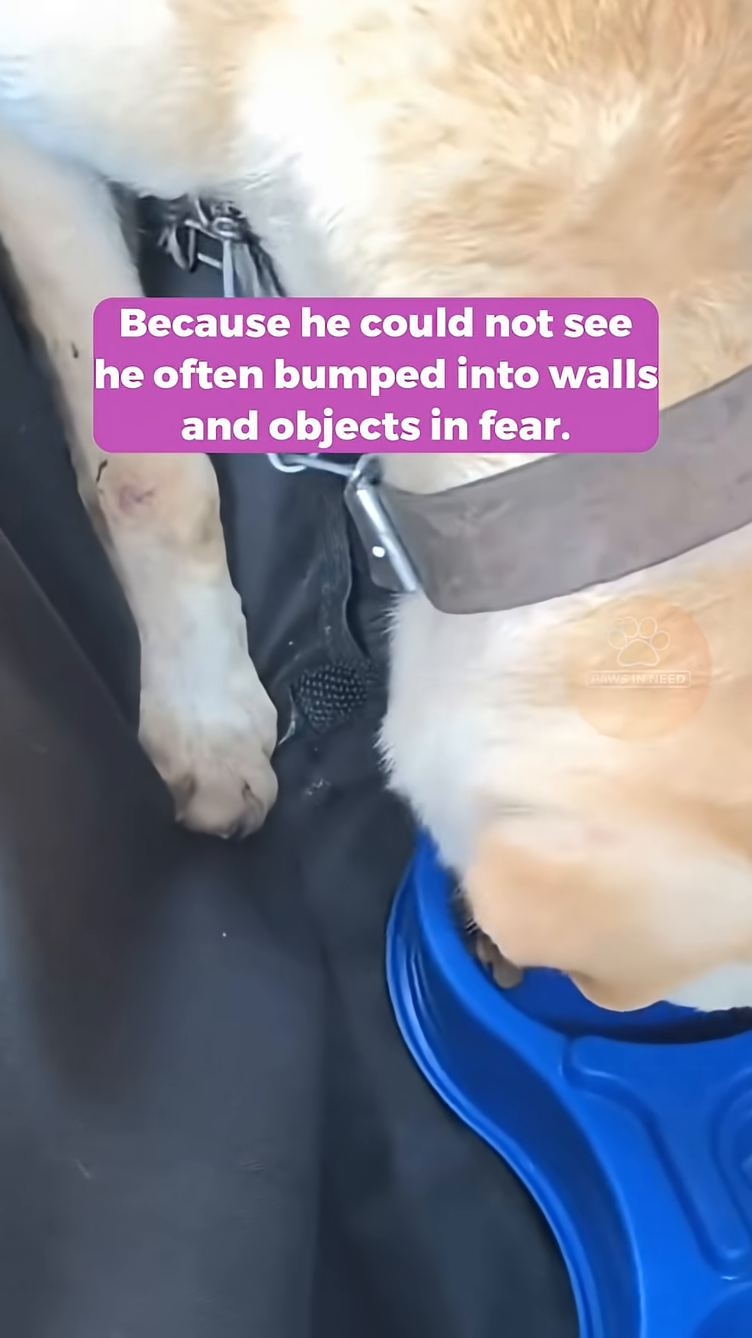 A person is seen interacting with the dog, possibly during the rescue or intervention.