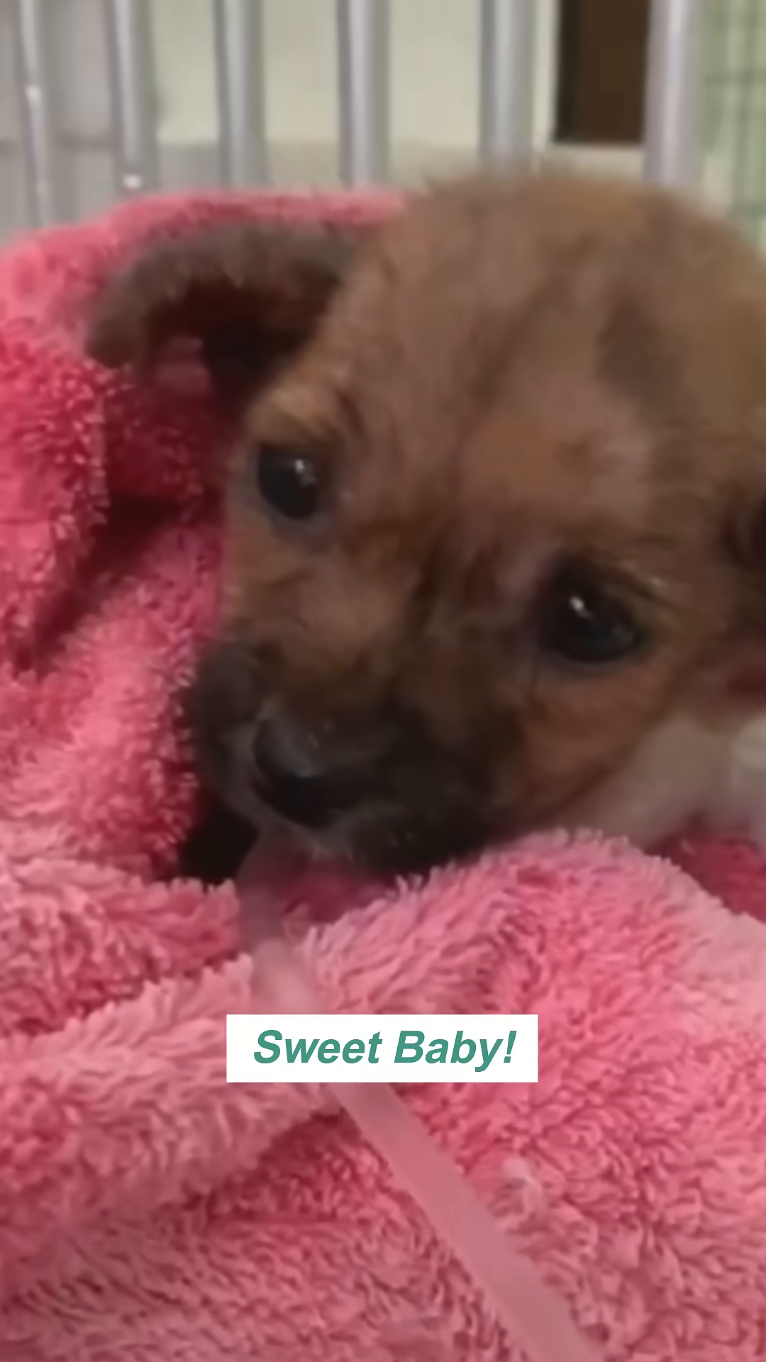 The puppy, wrapped in a pink blanket, looks up with large, expressive eyes.