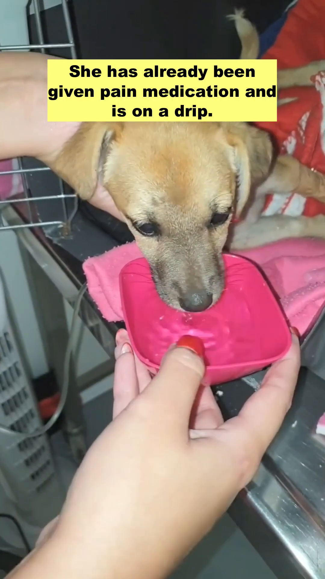 A puppy drinking water from a pink bowl, with a hand gently holding her head.