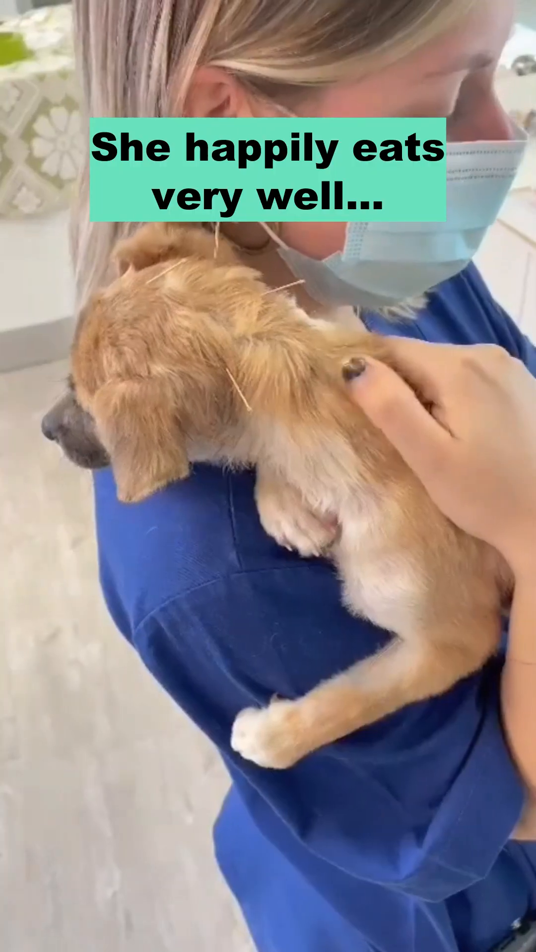 A person is holding a small puppy with needles inserted into its back, close to their face.