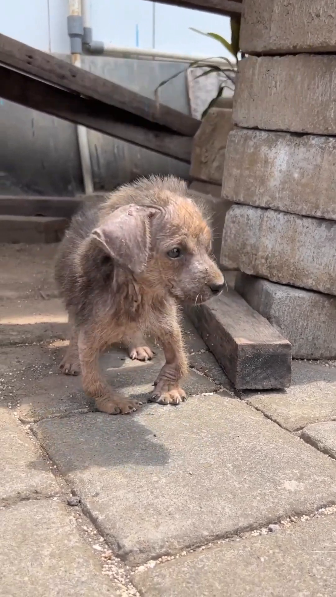 A veterinarian gently examines Tiny Lulu, who is being held by a woman.