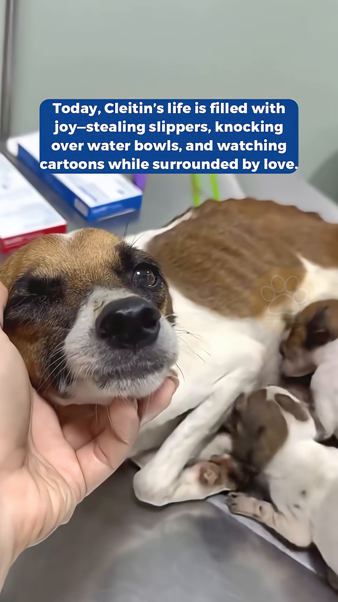 A puppy, identified as Cleitin, is held by a rescuer, looking towards a brighter future.