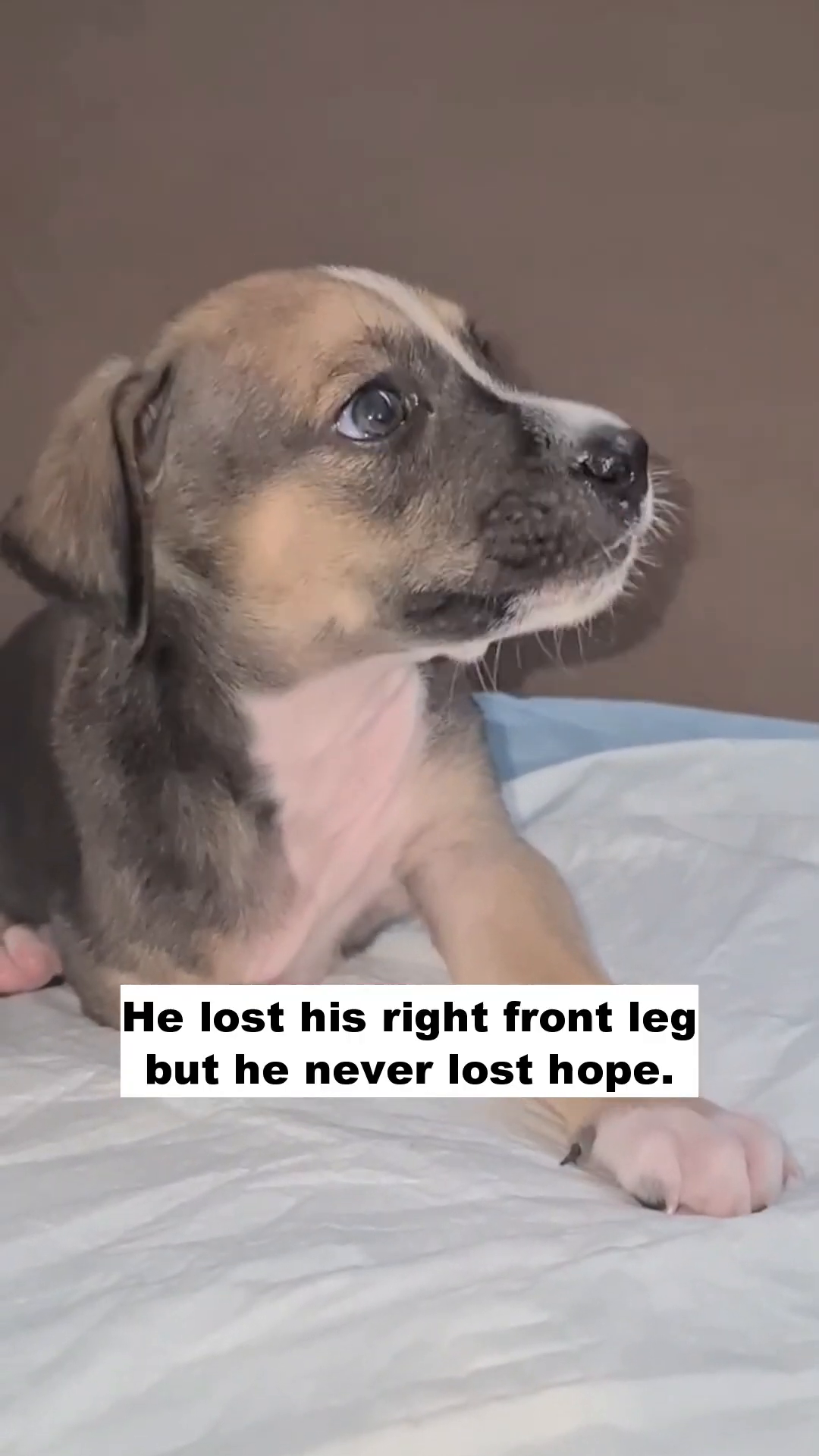 A puppy with a bandaged torso is looking up with hopeful eyes.