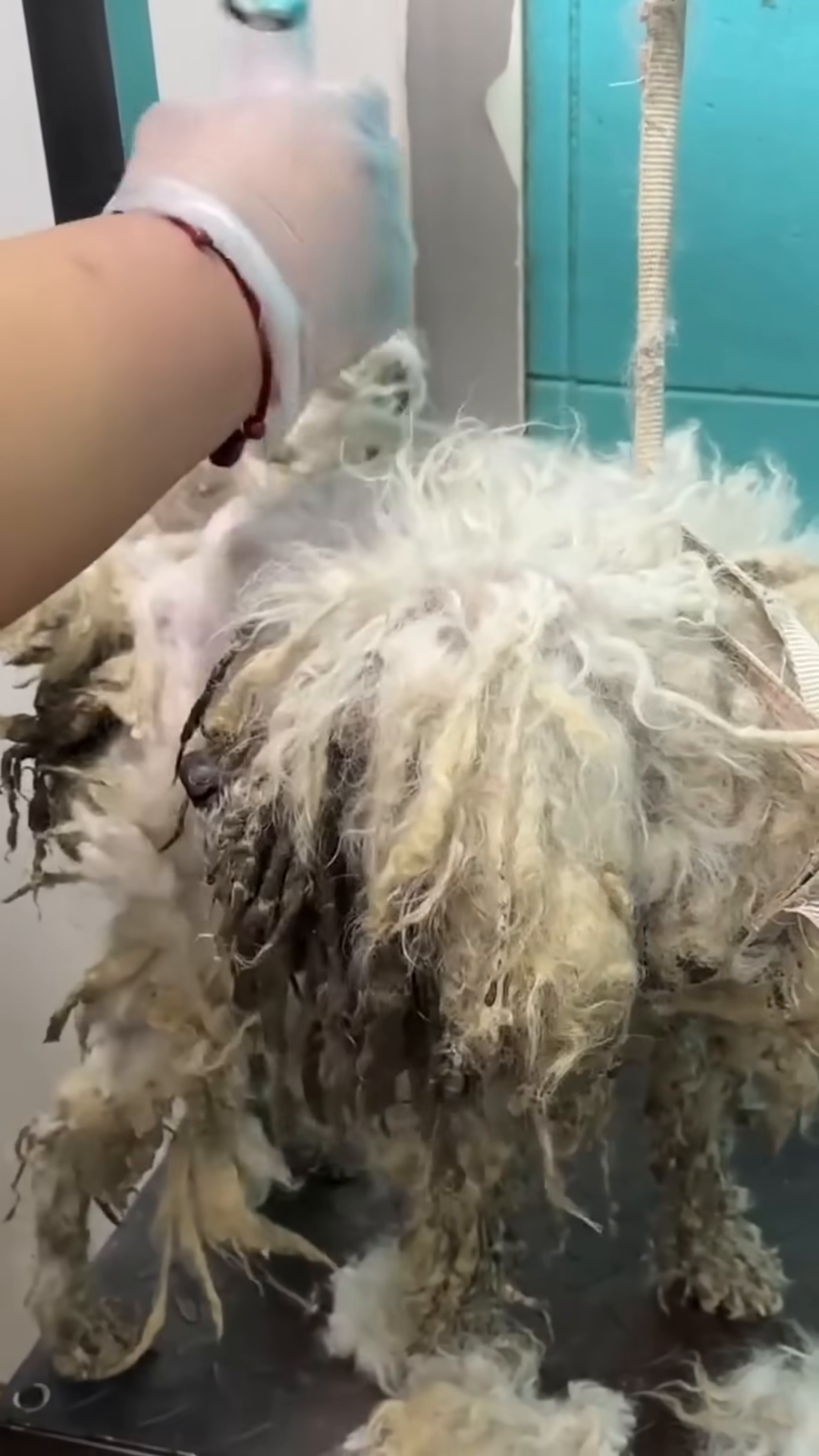 The dog is being bathed, its skin visible and wet.