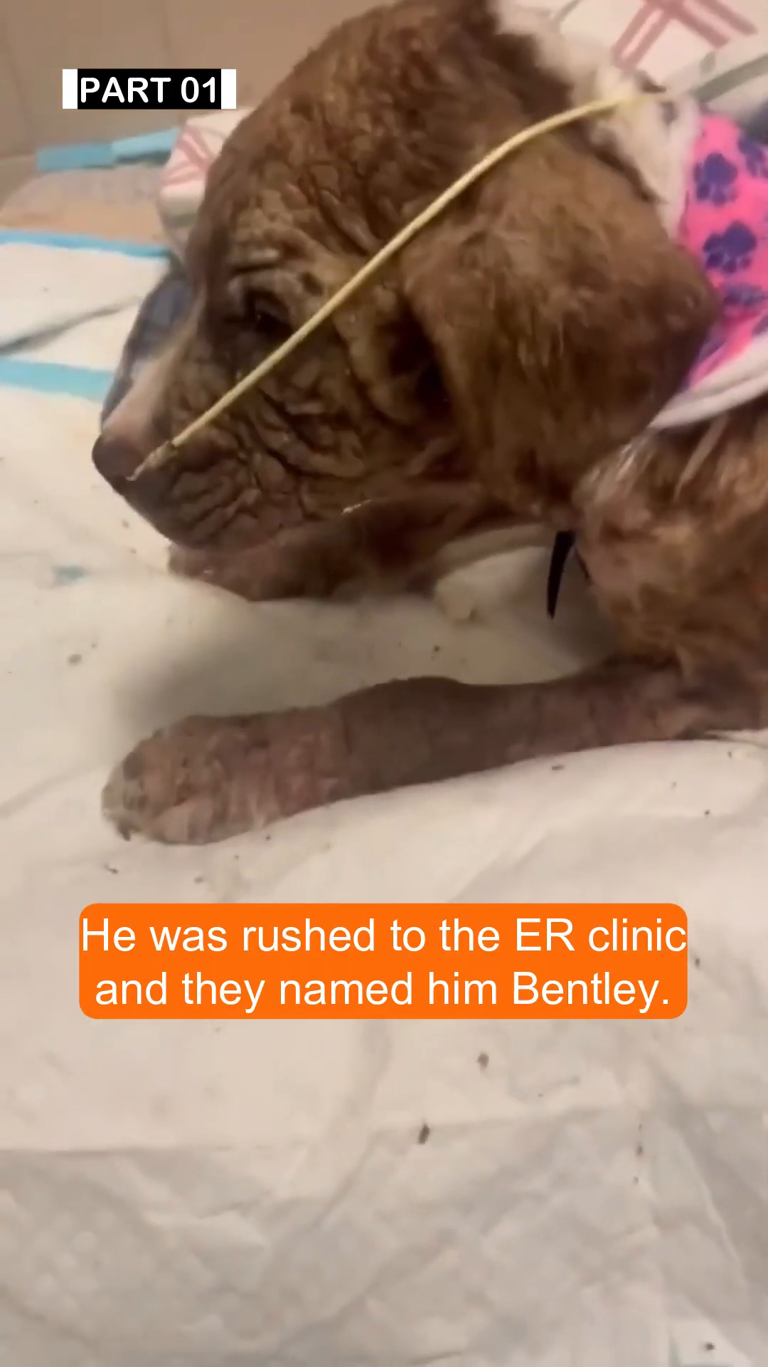 A close-up of Bentley's face, showing his critical condition and medical support.