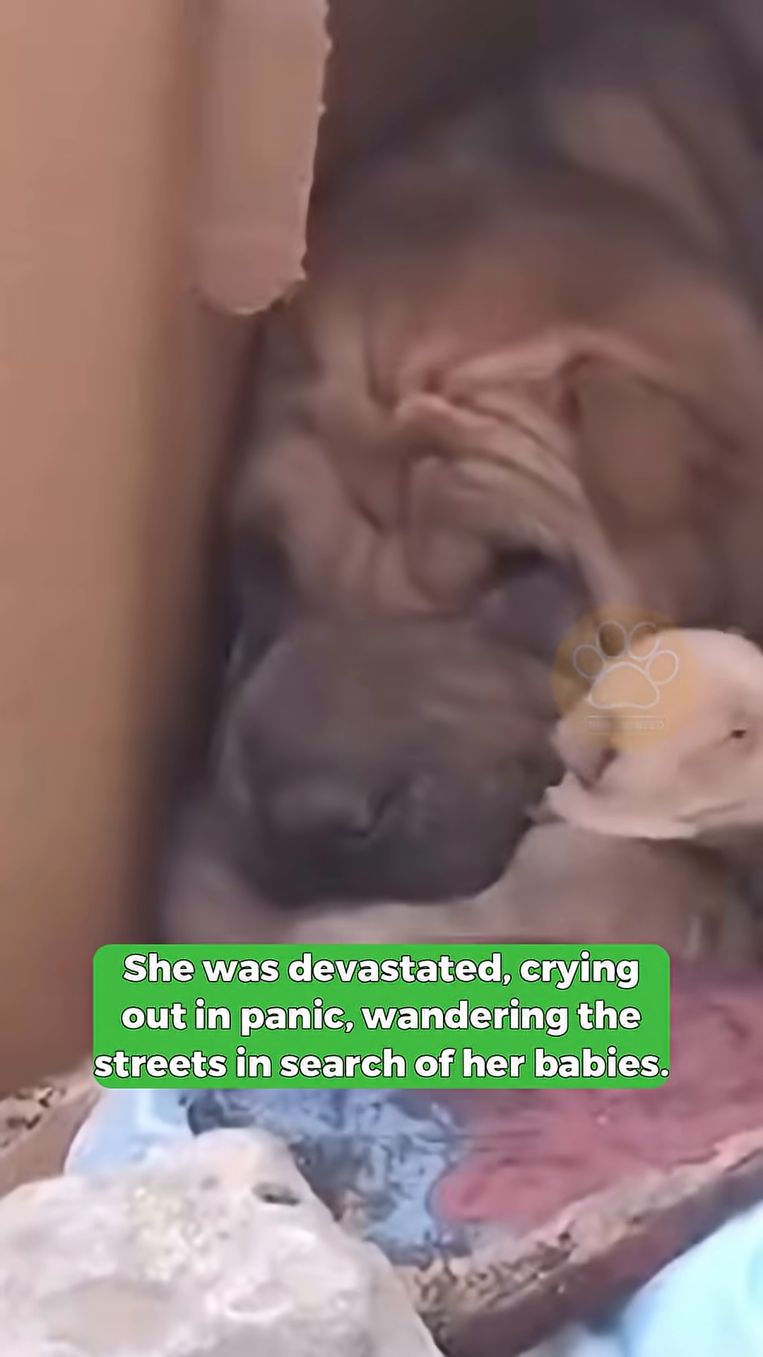 A person reaching out to comfort the mother dog and her puppies.