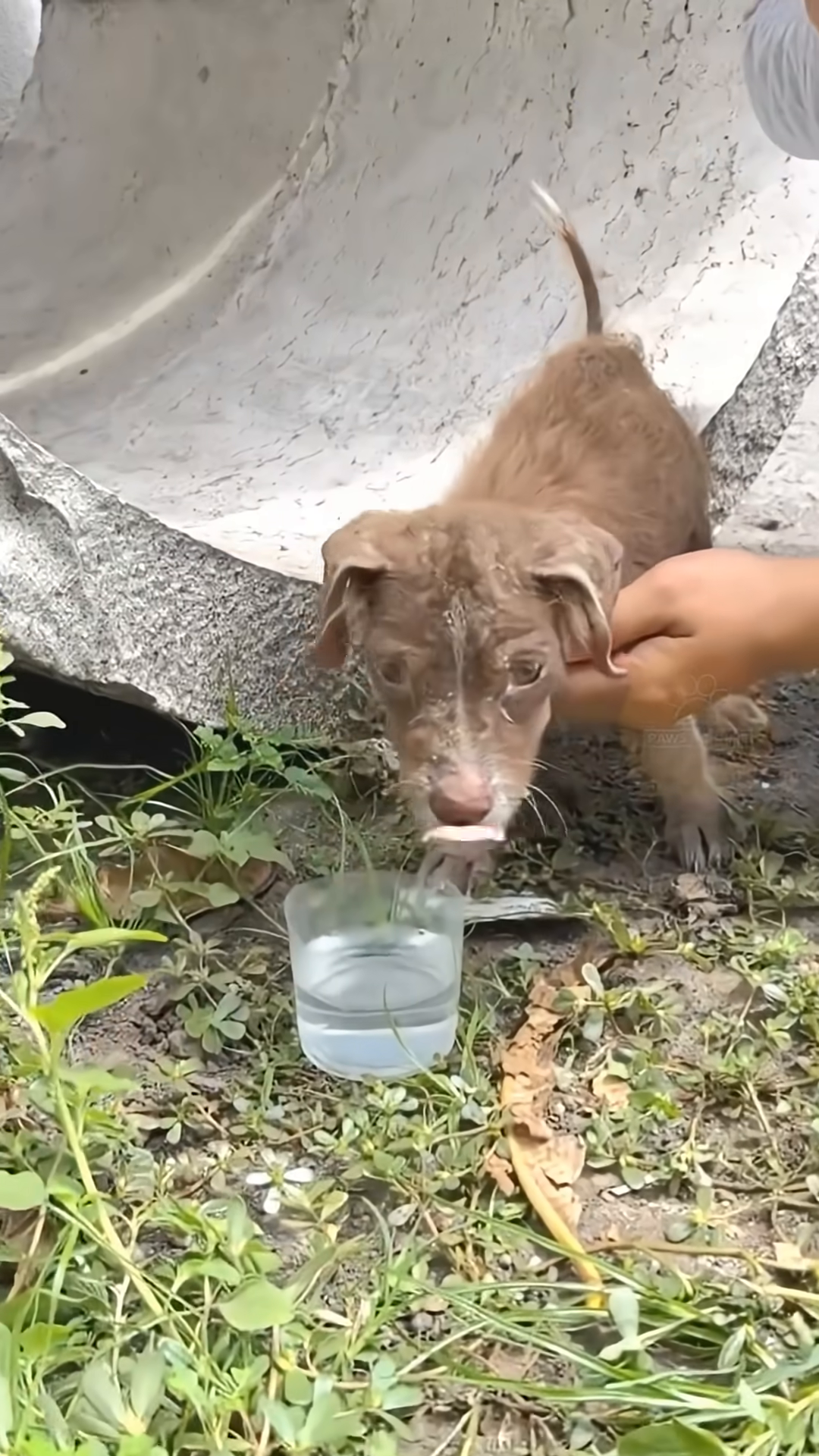 The puppy, now named Honey, tentatively drinks from a bowl.