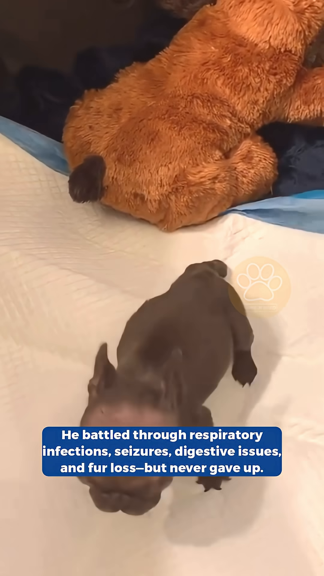 The puppy is shown playing and stretching, looking much healthier and more active.