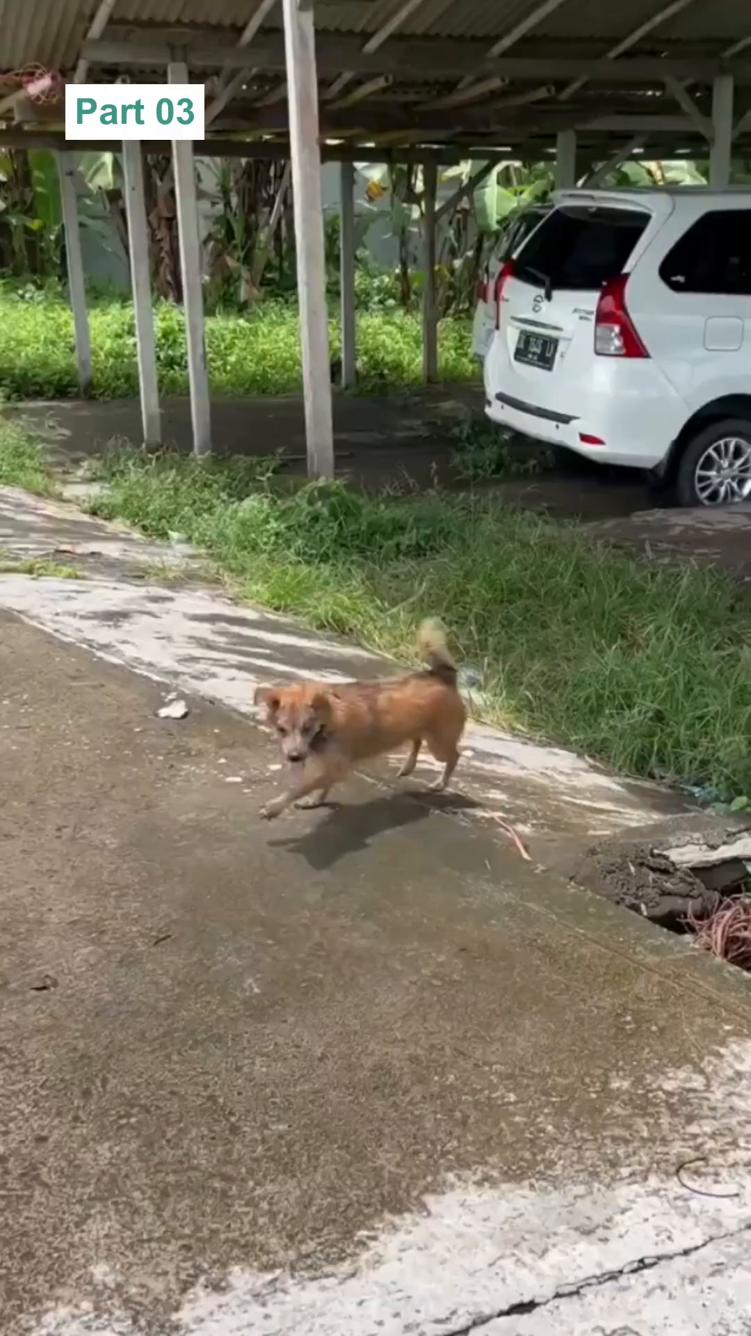 A small dog runs excitedly along a path next to a green field.