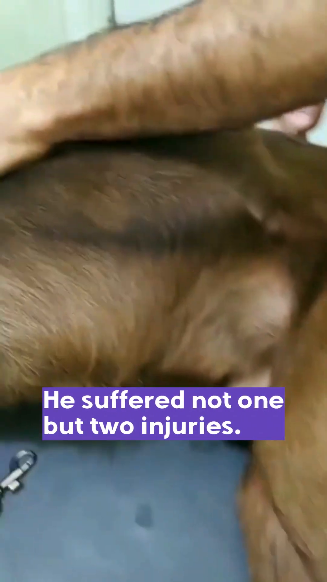 Close-up of a dog's hind legs, showing signs of injury or medical intervention.