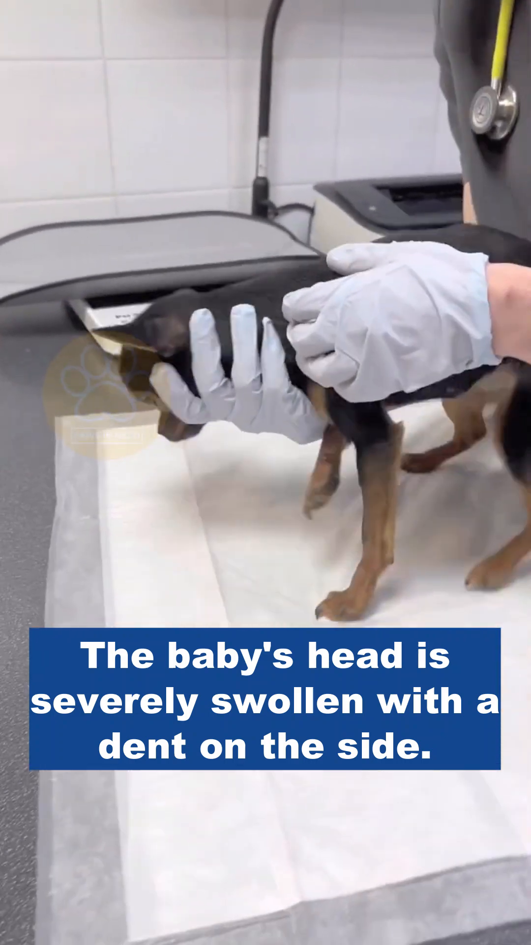 A veterinarian's gloved hands gently examine a small black and tan chihuahua's head, showing swelling.