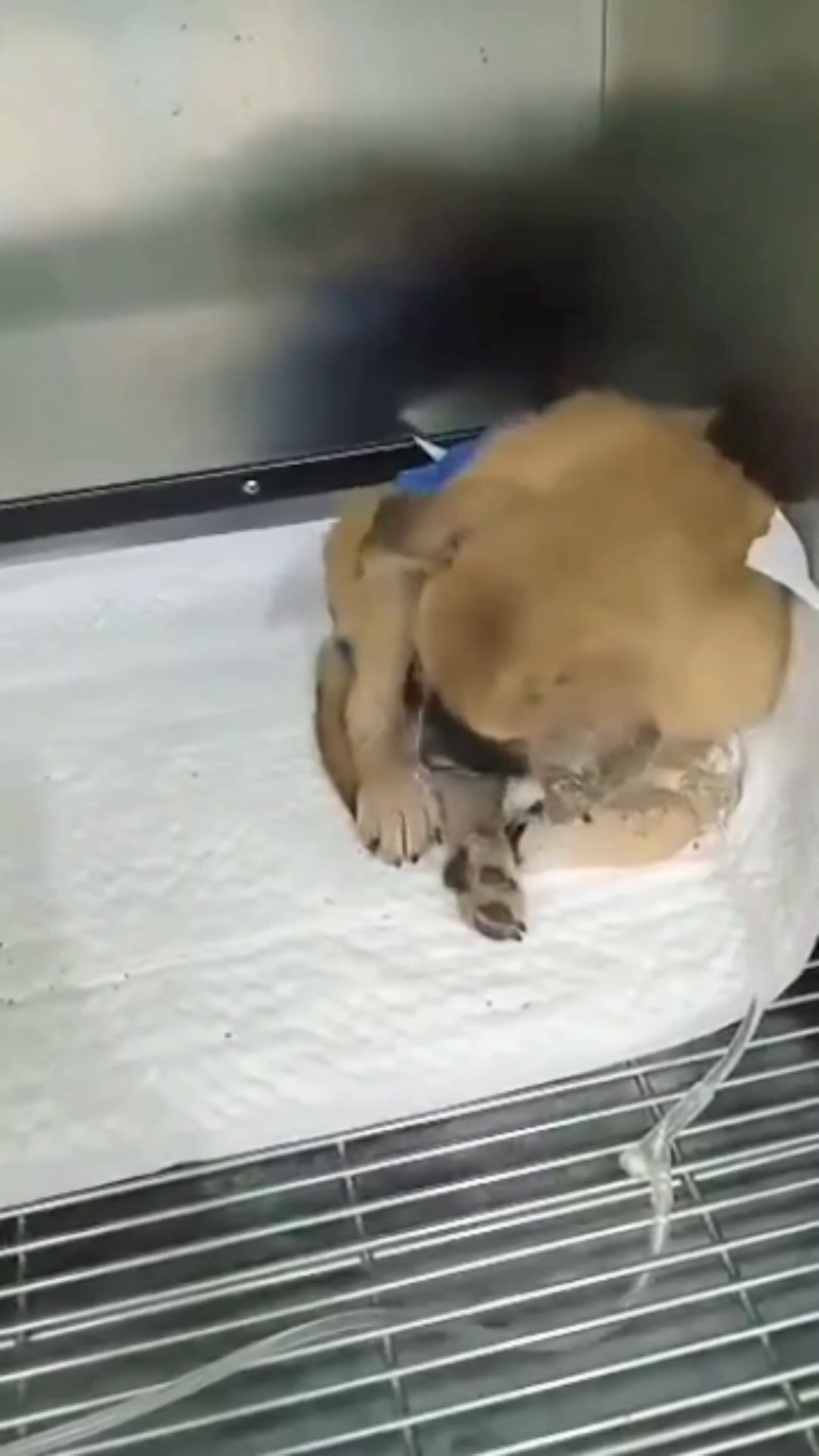 A close-up of the puppy Dustin lying down, with a hand gently stroking his head.