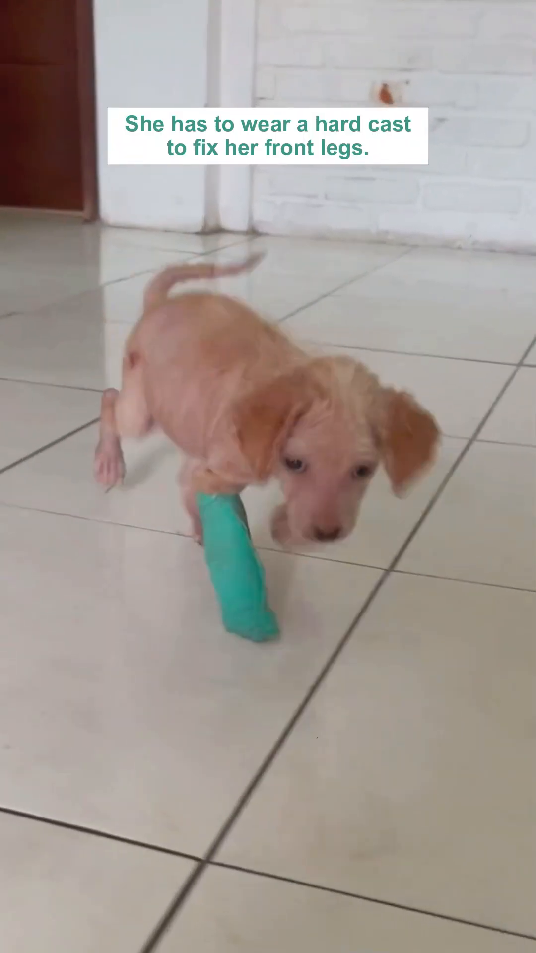 Ayla walks with a green cast on one of her front legs.
